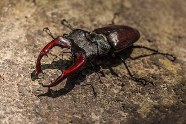 stag-beetle-g8a0c8eba3_640