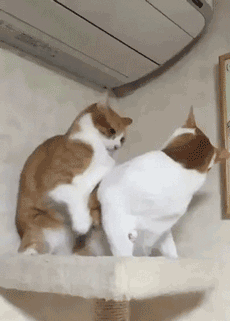 この動物gifで癒やされたら寝ろｗｗｗｗｗｗｗｗｗｗｗｗｗ 不思議 Net
