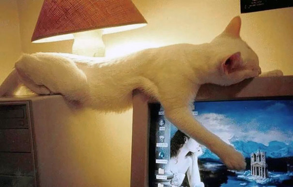 funny-cats-sleeping-weird-positions-141-5c0fa8ab8f732__605