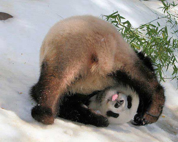 Animali-divertenti-600-2