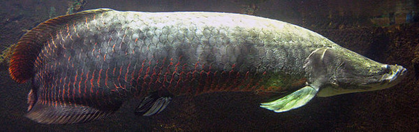 640px-Arapaima-full
