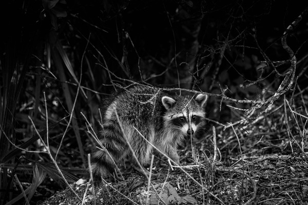 raccoon-2934968_960_720