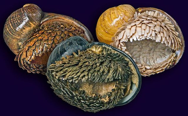 640px-Three_populations_of_Chrysomallon_squamiferum