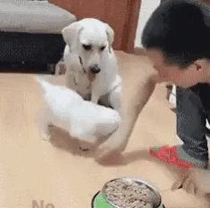 Gif 犬のご飯に対する執着心くっそワロタｗｗｗｗｗｗｗｗｗｗｗｗ 不思議 Net