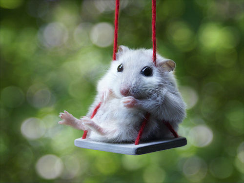 B 写真 ヒャッハーーー 春の動物祭りの時間だァーーーーー 不思議 Net