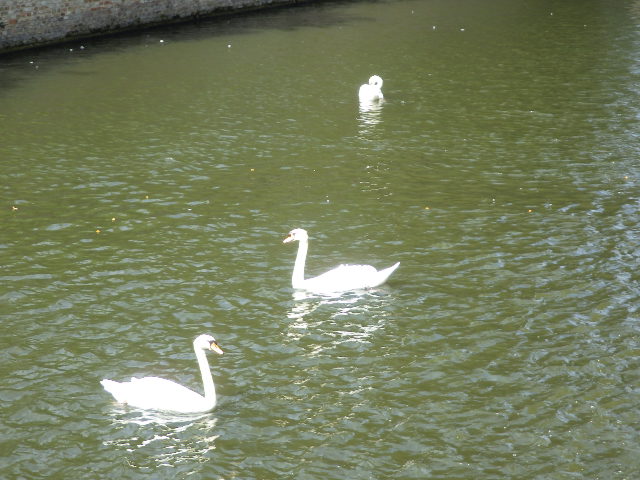 IMGP2268