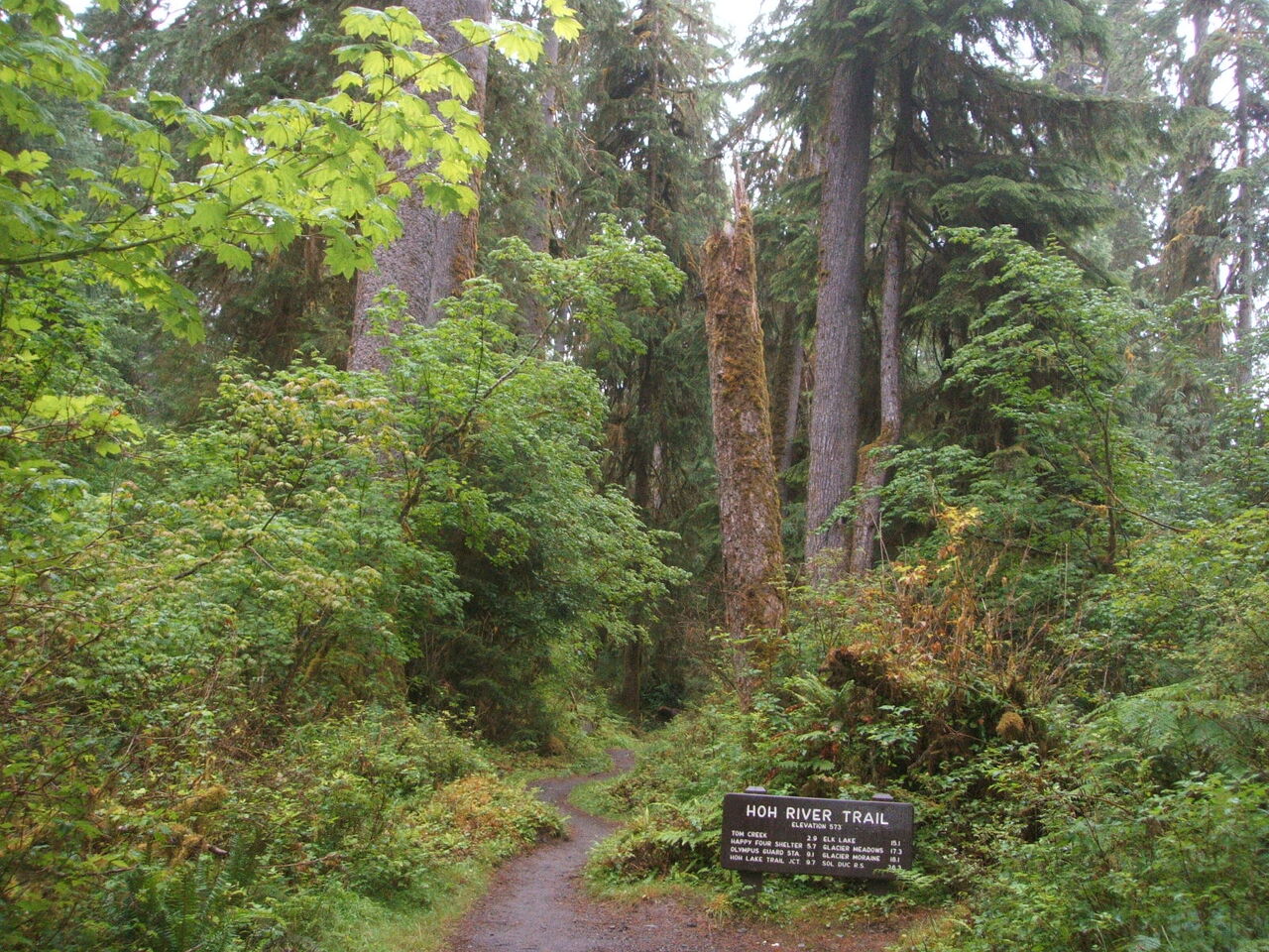 霧に包まれた幻想的な風景 オリンピック国立公園 Olympic National Park Lucky の世界遺産ブログ アメリカの国立 公園 自然遺産 古代遺跡 美術館 教会 霧に包まれた幻想的な風景 オリンピック国立公園 Olympic National Park Lucky の世界遺産ブログ アメリカの国立 公園 自然遺産 古代遺跡 美術館 教会