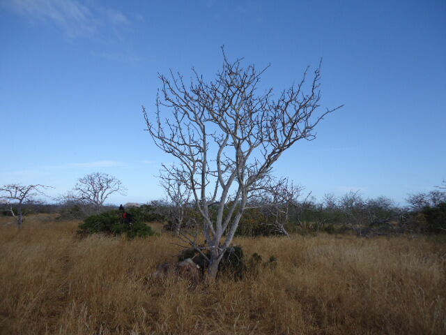image-7