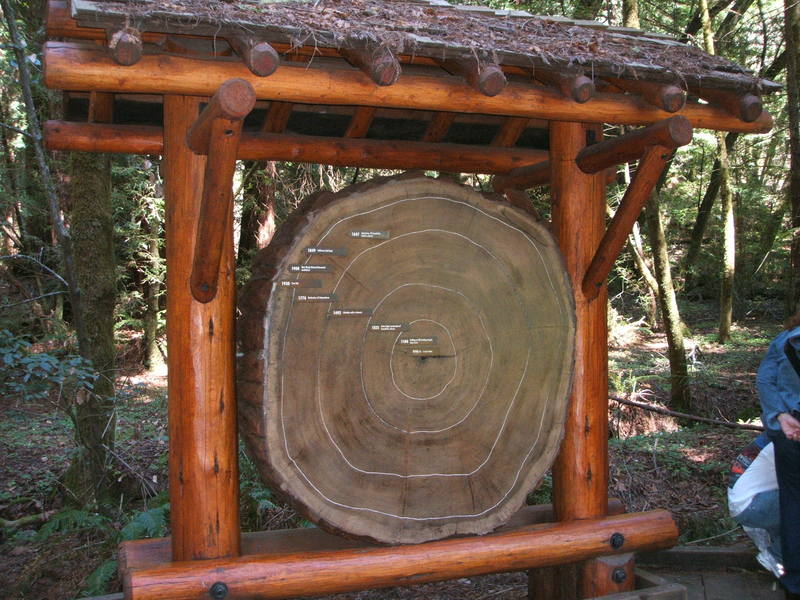 レッドウッドの森 ミュアウッズ国定公園 Muir Woods National Monument 世界遺産マイスター Lucky の人生を楽しく生きるための海外旅行ブログ レッドウッドの森 ミュアウッズ国定公園 Muir Woods National Monument 世界遺産マイスター Lucky の人生を楽しく生きるための海外旅行ブログ