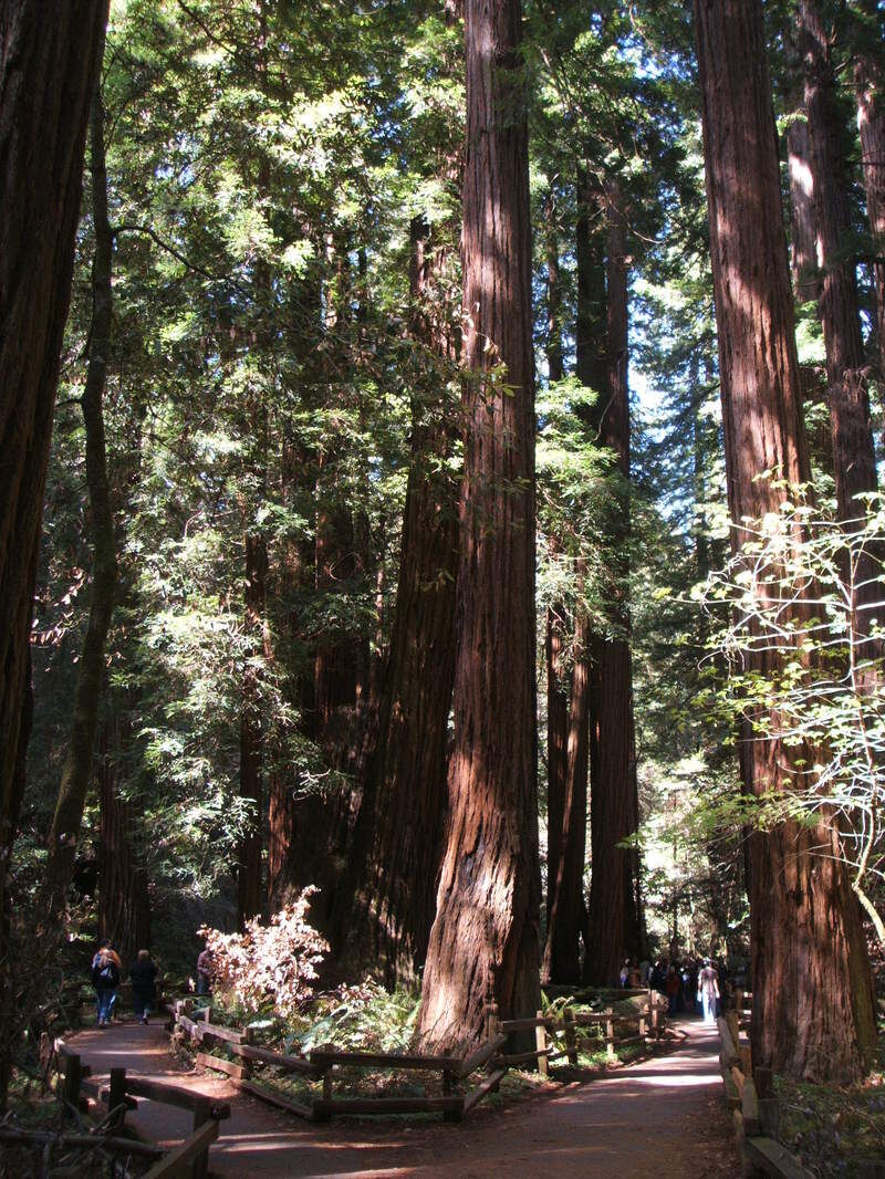 レッドウッドの森 ミュアウッズ国定公園 Muir Woods National Monument 世界遺産マイスターk の人生を楽しく生きるための海外旅行ブログ