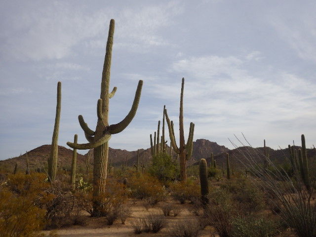 アリゾナ象徴の植物サボテン サワロ国立公園 Saguaro National Park 世界遺産マイスター Lucky の人生を楽しく生きるための海外旅行ブログ アリゾナ象徴の植物サボテン サワロ国立公園 Saguaro National Park 世界遺産マイスター Lucky の人生を楽しく生きるための海外旅行ブログ