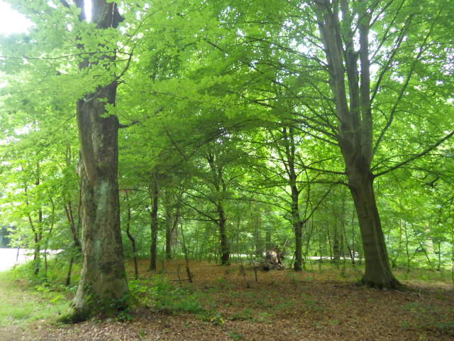 IMGP1987