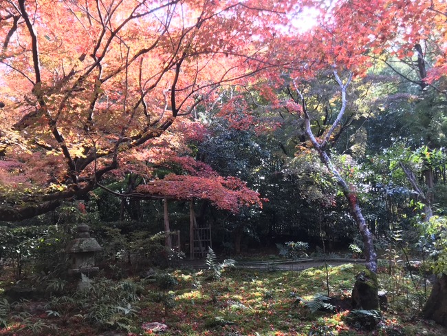 11CFF460-B79F-4763-BB3D-6418CB4670EF_1_105_c