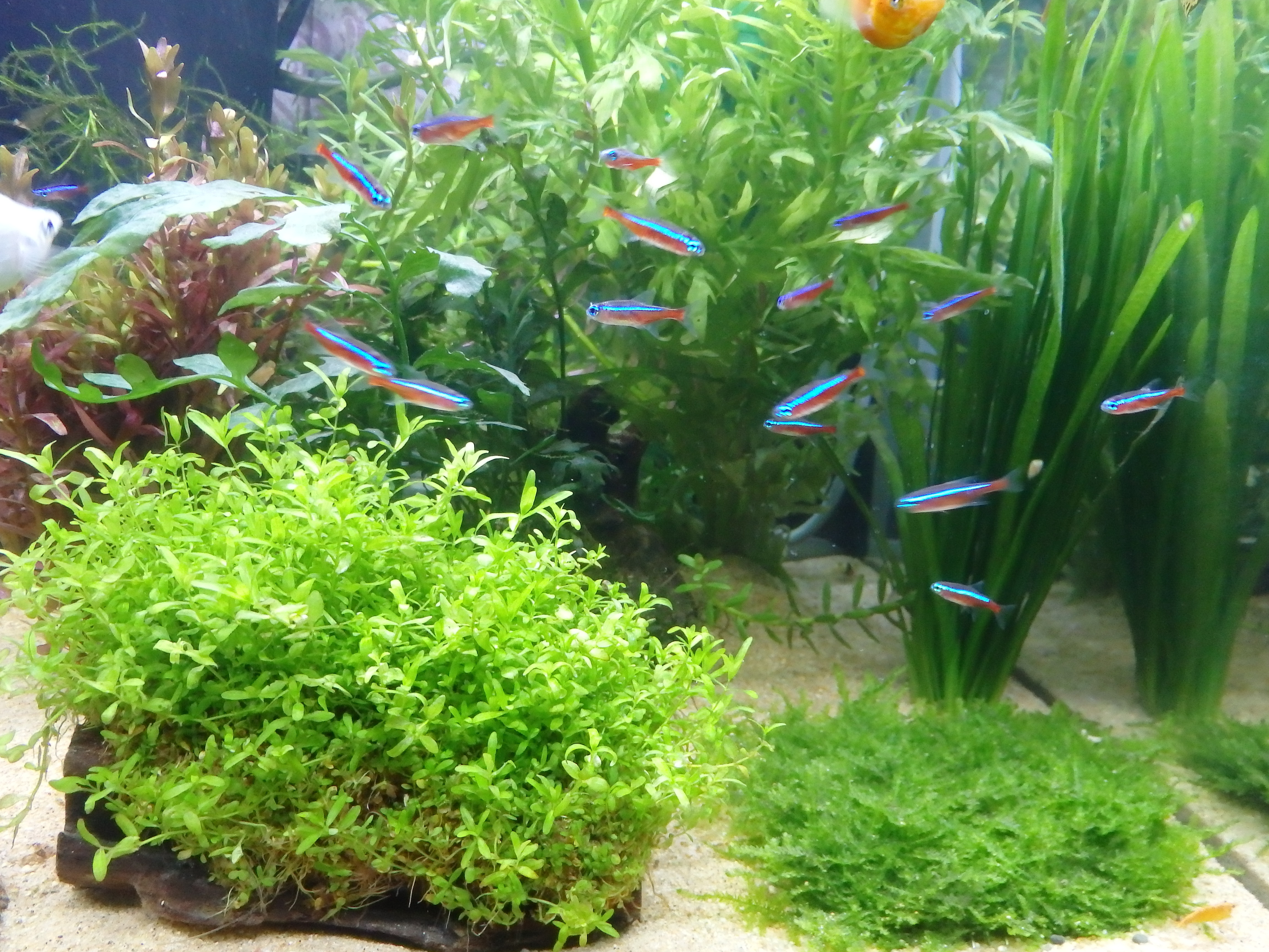 ぐっちぃ なぜぐっちぃは熱帯魚アクアリウムに慣れているのか 酸素ポンプ要らないのはなぜ 小学生の時に水槽を１０本に増やしてガチ育成してました 笑 ぐっちぃの卓球活動日記 Wrm