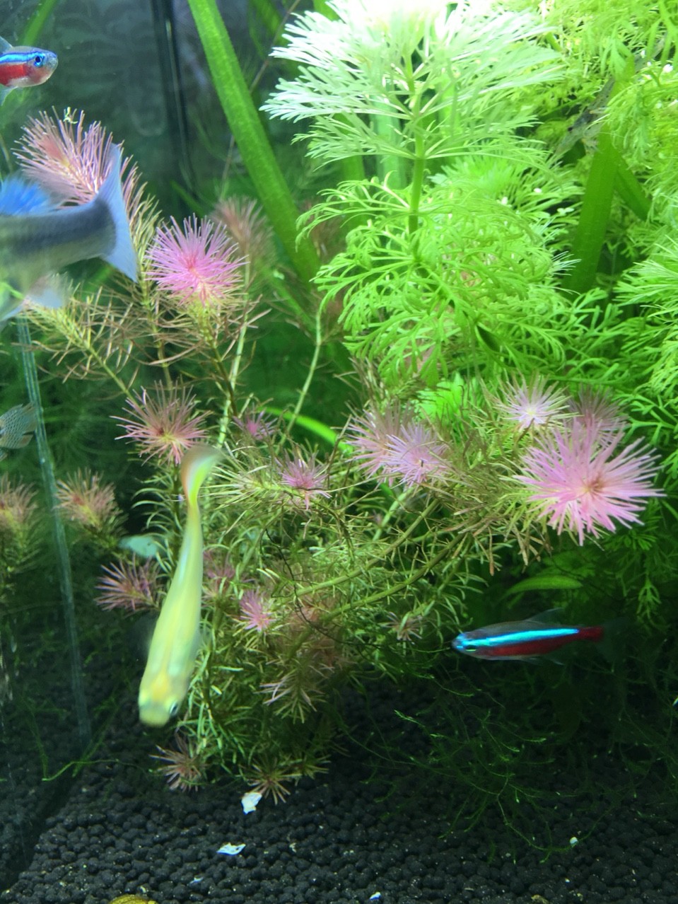 ぐっちぃの熱帯魚アクアリウム水槽217日目 水中でピンクの花みたいな葉が育つ 難しいとされる水草のリスの尾が ピンクの葉が登場 水中で花 が咲くように見える水草ってなかなかない ぐっちぃの卓球活動日記 Wrm