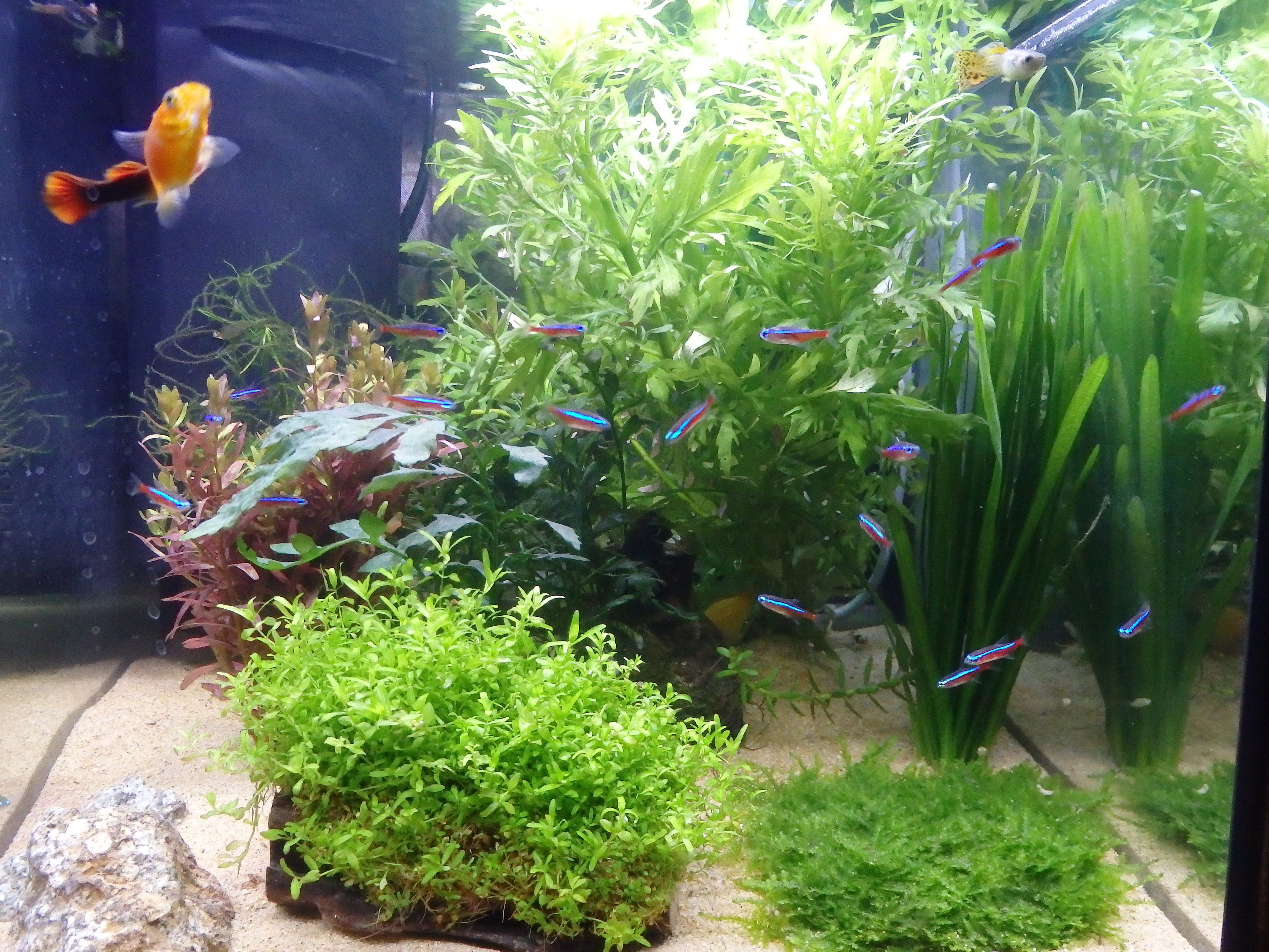 ぐっちぃ なぜぐっちぃは熱帯魚アクアリウムに慣れているのか 酸素ポンプ要らないのはなぜ 小学生の時に水槽を10本に増やしてガチ育成してました 笑 ぐっちぃの卓球活動日記 Wrm ぐっちぃ なぜぐっちぃは熱帯魚アクアリウムに慣れているのか 酸素ポンプ要らないのはなぜ 小学生の時に水槽を10本に増やしてガチ育成してました 笑 ぐっちぃの卓球活動日記 Wrm