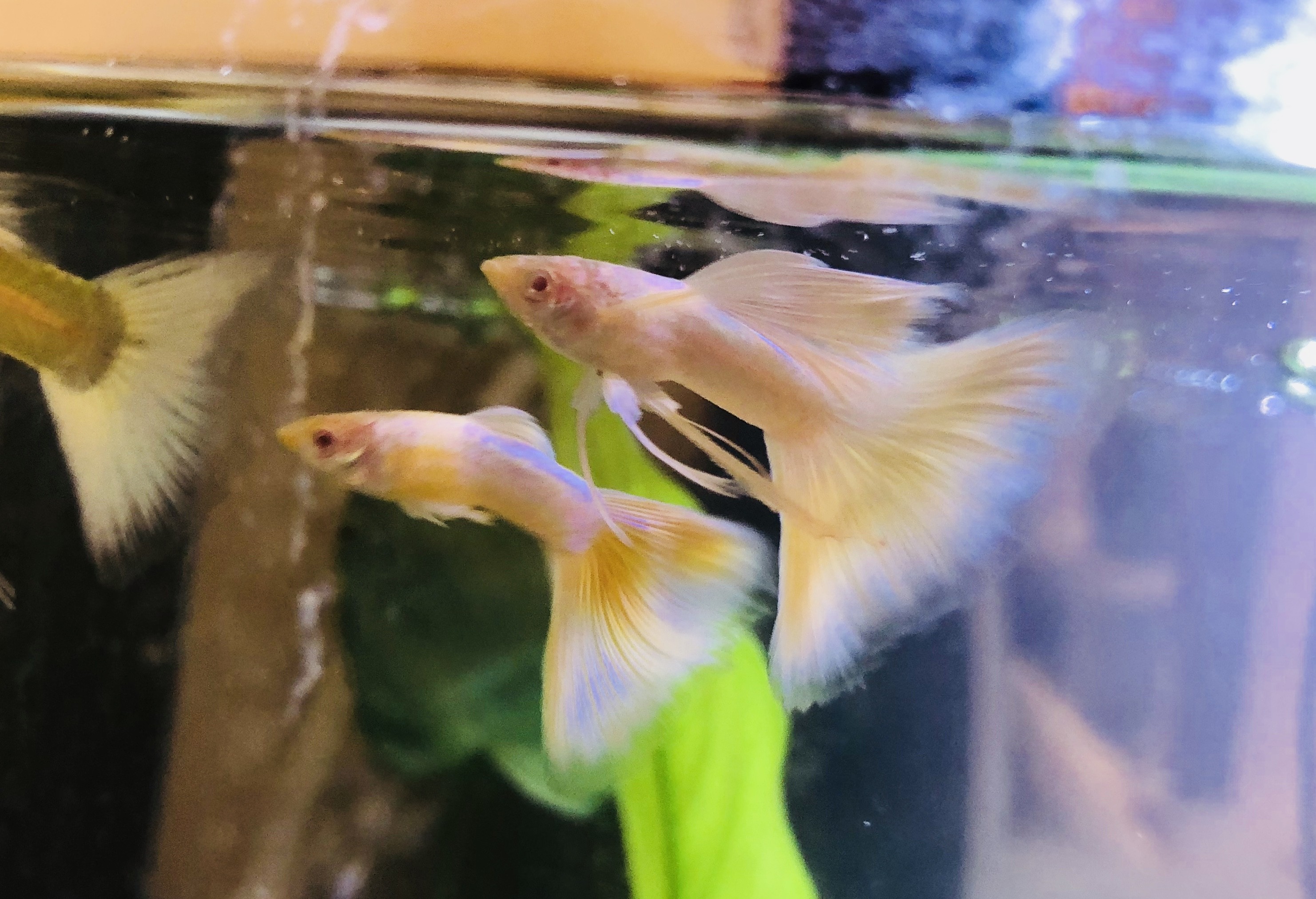 革新 とらえどころのない 行為 グッピー リボン 作り方 Incom Networks Jp