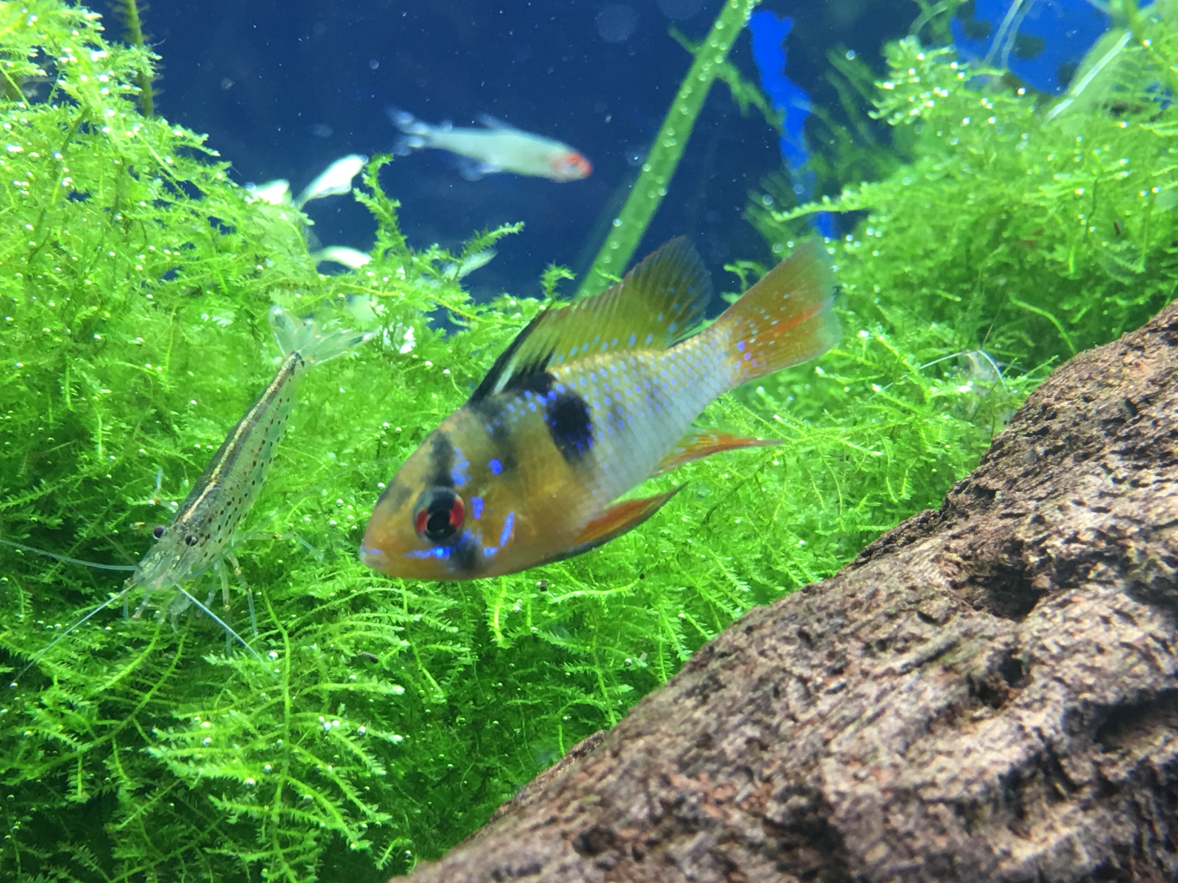 ドイツからのお魚 ドイツラムくんがじーっとしてます笑 大型水槽がだいぶ水草できれいになってきました 縄張りを作るお魚 ぐっちぃの卓球活動日記 Wrm