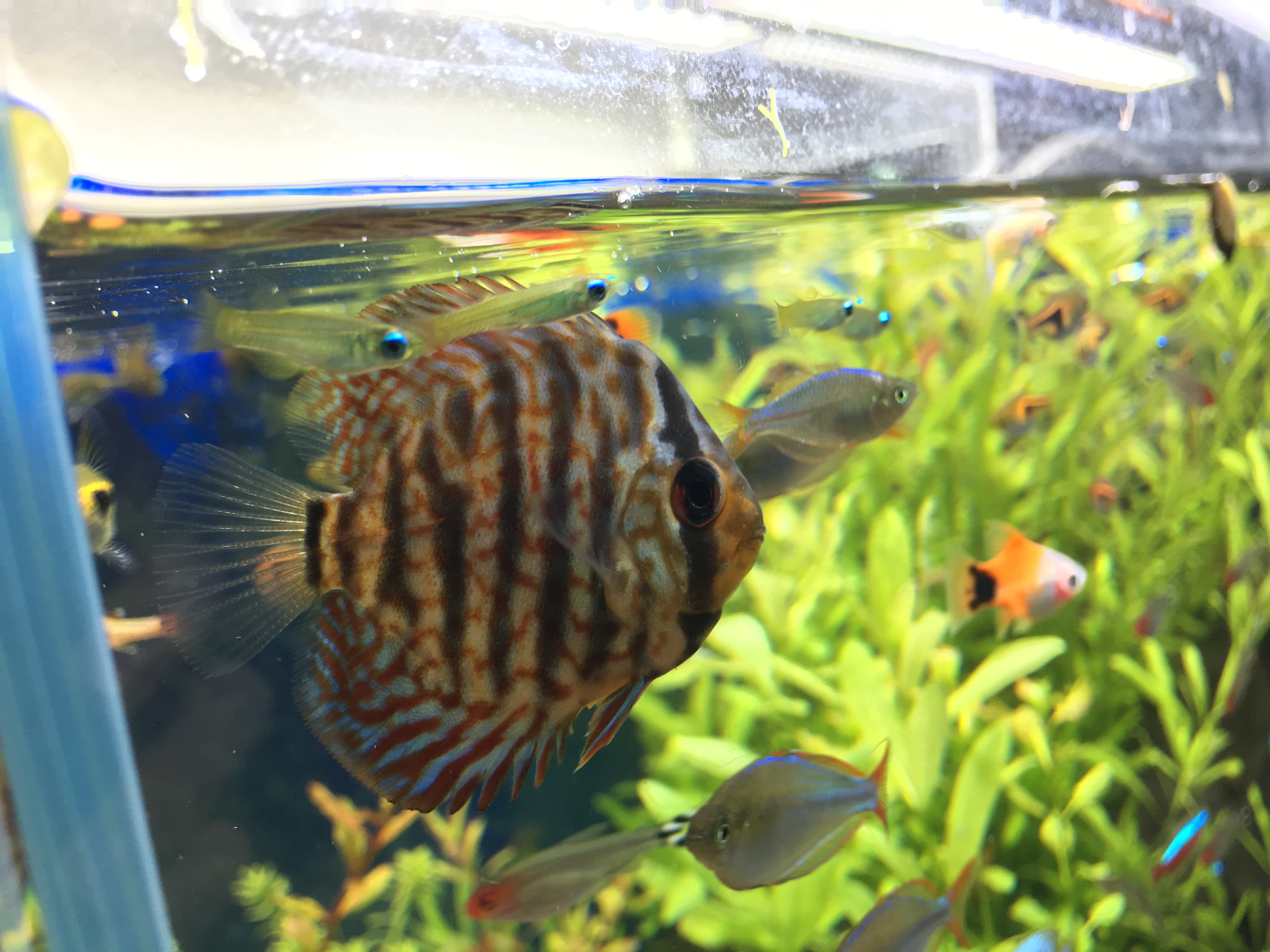 熱帯魚たちですが みんな仲いい笑 魚の大群になって距離が近いですが ケンカしないです ぐっちぃの卓球活動日記 Wrm 熱帯魚たちですが みんな仲いい笑 魚の大群になって距離が近いですが ケンカしないです ぐっちぃの卓球活動日記 Wrm