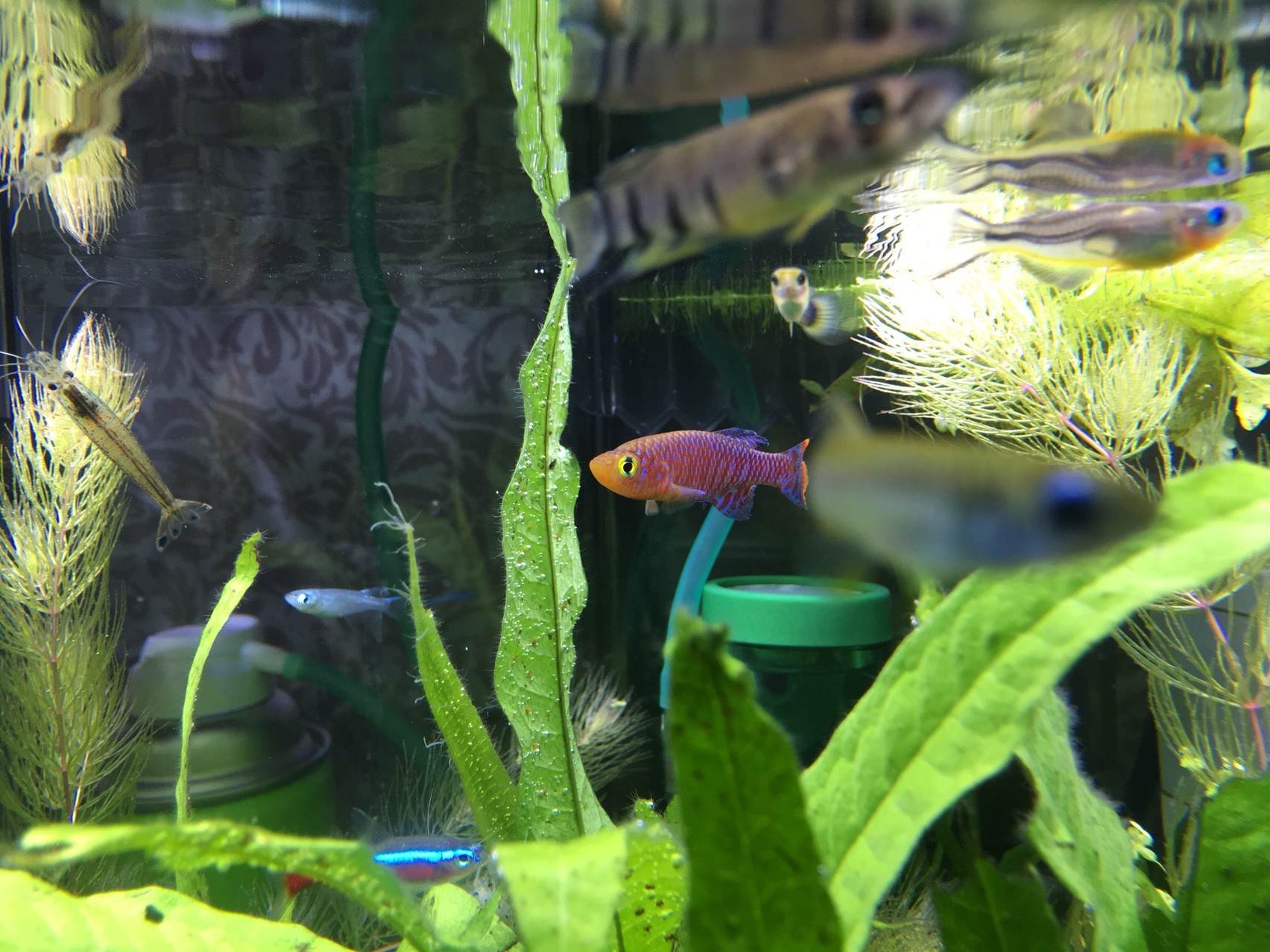 ぐっちぃの熱帯魚アクアリウム水槽243日目 世界1きれいな熱帯魚のラコビーさんを水草水槽に入れてみました O 水草の緑にめっちゃ合いますね テトラ系もいて 賑やかになりました ぐっちぃの卓球活動日記 Wrm