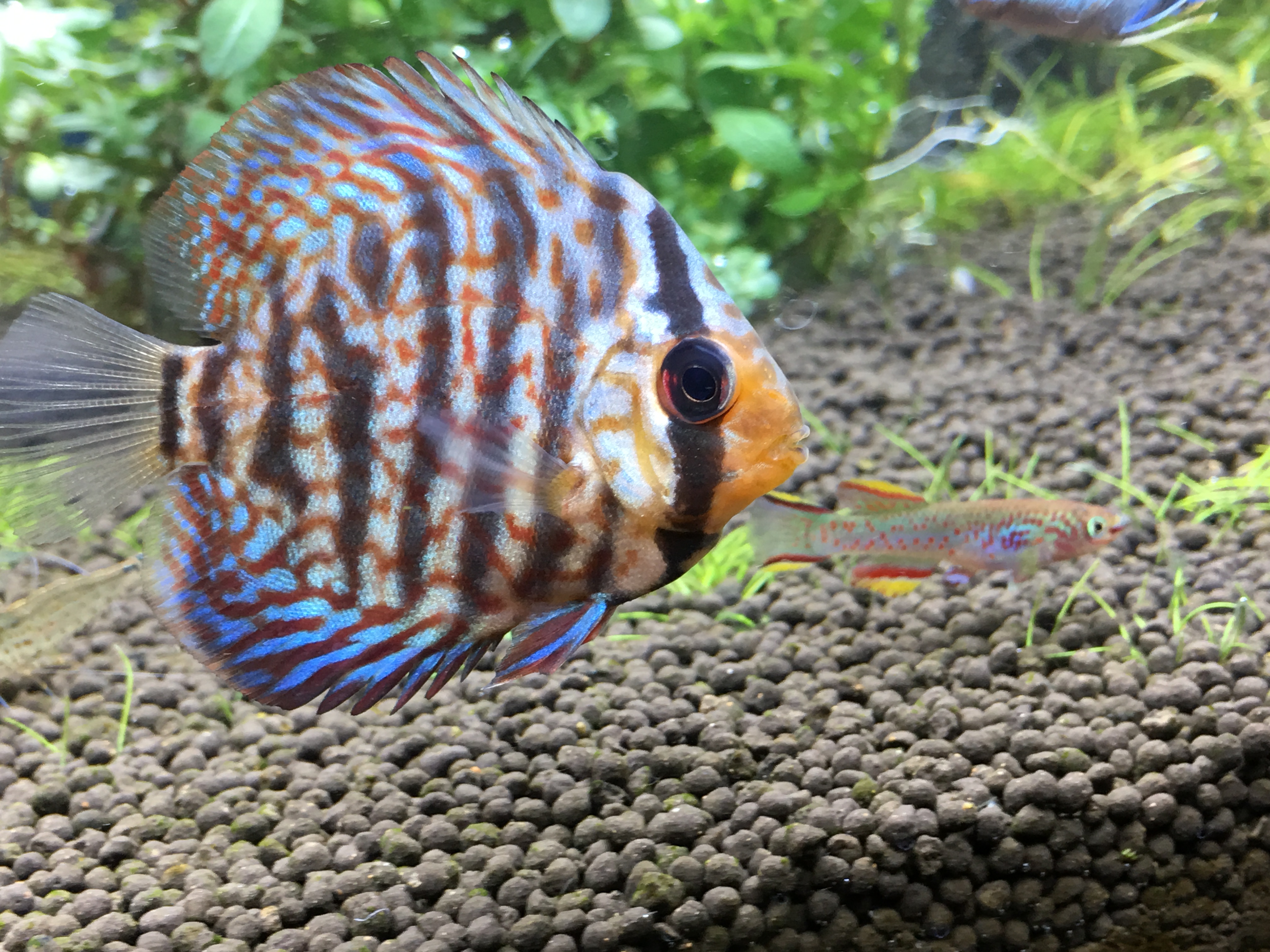 カラフルな熱帯魚は ナイジェリアから来たアフィオセミオンガードネリィの稚魚が大きくなってここまで育ちました ちなみに6匹ぐらいに増えました 名前が長くて言えない笑 ぐっちぃの卓球活動日記 Wrm カラフルな熱帯魚は ナイジェリアから来たアフィオセミオンガードネリィの稚魚が大きくなってここまで育ちました ちなみに6匹ぐらいに増えました 名前が長くて言えない笑 ぐっちぃの卓球活動日記 Wrm