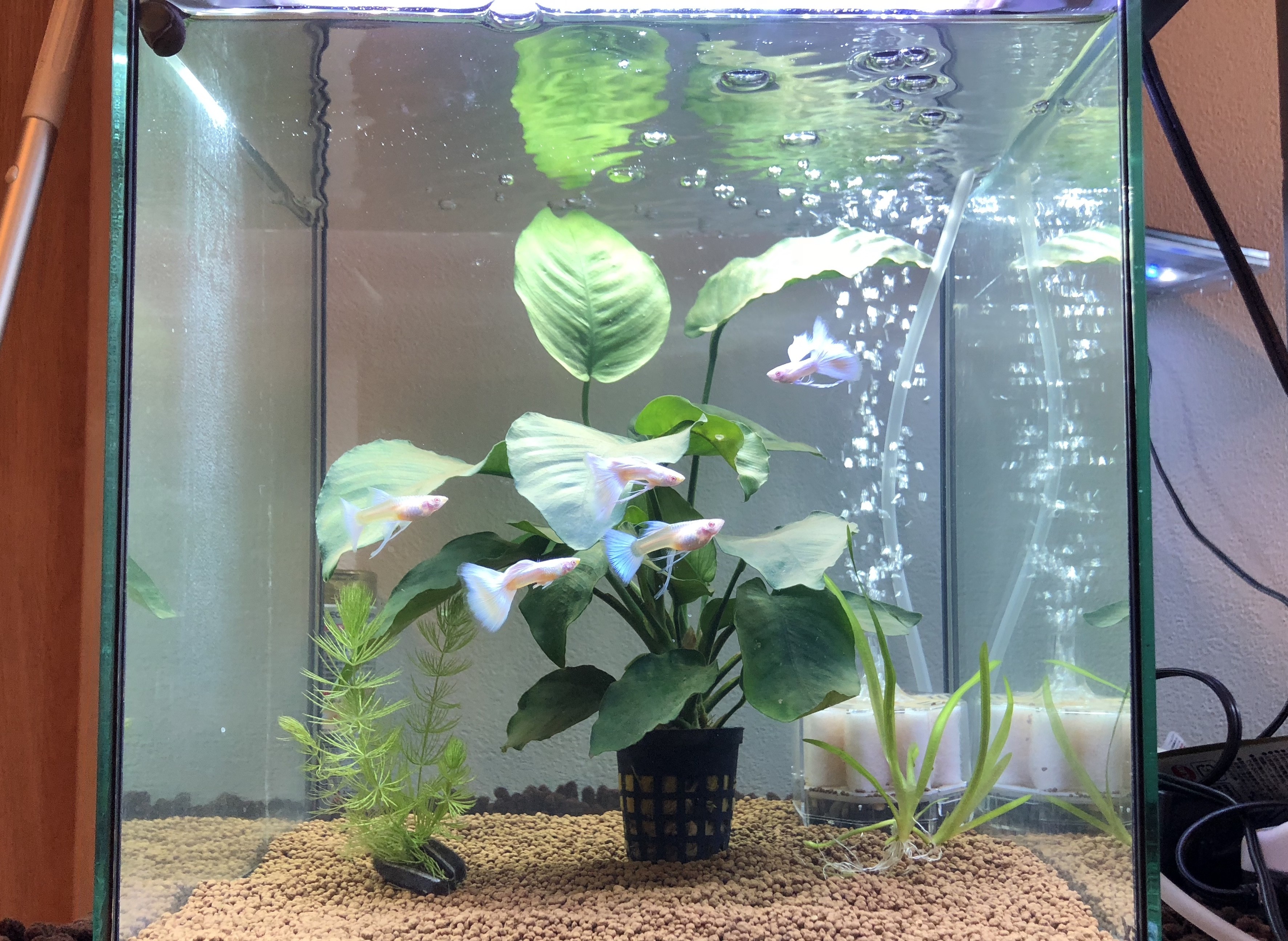 家の入り口に 新しいグッピー水槽 お客さんが入ってきたときに 出迎えてくれます シンプルだけど アヌビアスを使って 魚が引き立つ空間に 鑑賞 お気に入り ぐっちぃの卓球活動日記 Wrm 家の入り口に 新しいグッピー水槽 お客さんが入ってきたときに 出迎えてくれます シンプルだけど アヌビアスを使って 魚が引き立つ空間に 鑑賞 お気に入り ぐっちぃの卓球活動日記 Wrm