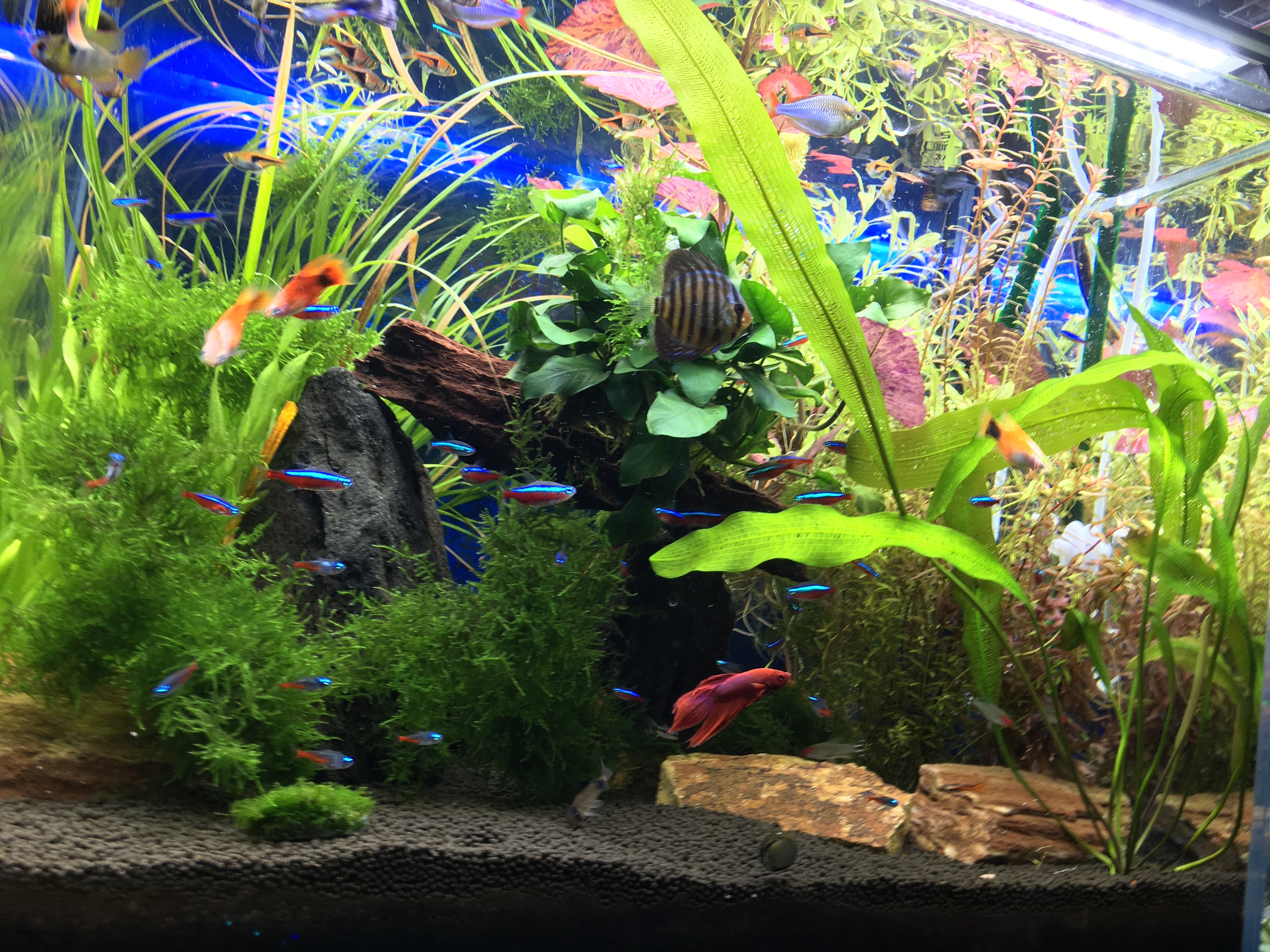 熱帯魚水槽がだんだんゴワゴワしてきました笑 カラフルだけど かなり水草と熱帯魚が元気な空間です 水草増えすぎて大変なことに ぐっちぃの卓球活動日記 Wrm 熱帯魚水槽がだんだんゴワゴワしてきました笑 カラフルだけど かなり水草と熱帯魚が元気な空間です 水草増えすぎて大変なことに ぐっちぃの卓球活動日記 Wrm