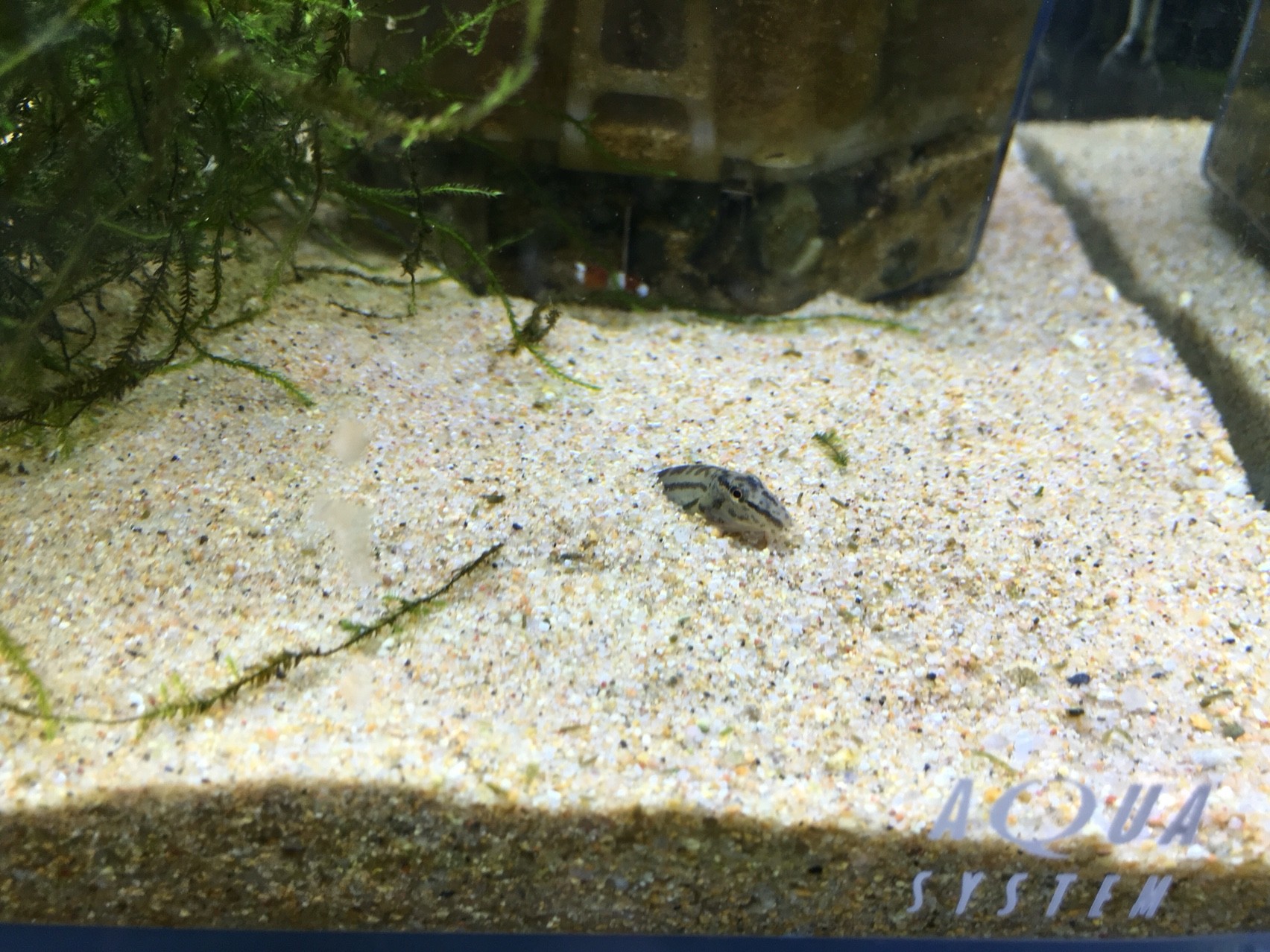 ぐっちぃの熱帯魚アクアリウム水槽126日目 もともとドジョウが好きだったので 熱帯魚の中に日本淡水魚を混ぜてるのですが 最近こんなシーンが多いんです ぐっちぃの卓球活動日記 Wrm