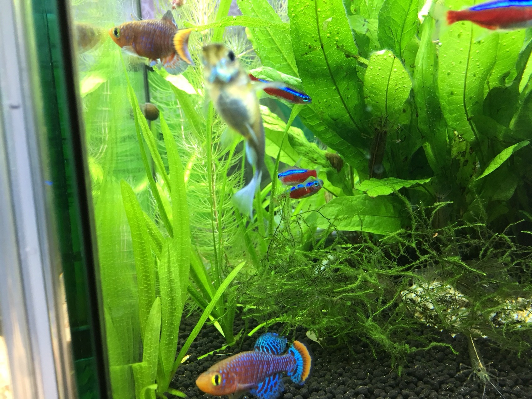 ぐっちぃの熱帯魚アクアリウム水槽243日目 世界1きれいな熱帯魚のラコビーさんを水草水槽に入れてみました O 水草の緑にめっちゃ合いますね テトラ系もいて 賑やかになりました ぐっちぃの卓球活動日記 Wrm