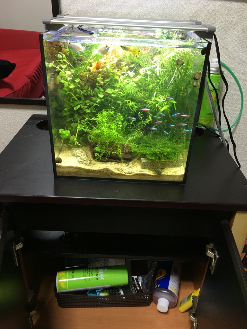 ぐっちぃ ぐっちぃの熱帯魚アクアリウム水槽51日目 ついに熱帯魚用のラックを中古で購入しました やっぱりラックと合わせると雰囲気出ますねー 明日が楽しみです ぐっちぃの卓球活動日記 Wrm ぐっちぃ ぐっちぃの熱帯魚アクアリウム水槽51日目 ついに熱帯魚用のラックを中古で購入しました やっぱりラックと合わせると雰囲気出ますねー 明日が楽しみです ぐっちぃの卓球活動日記 Wrm
