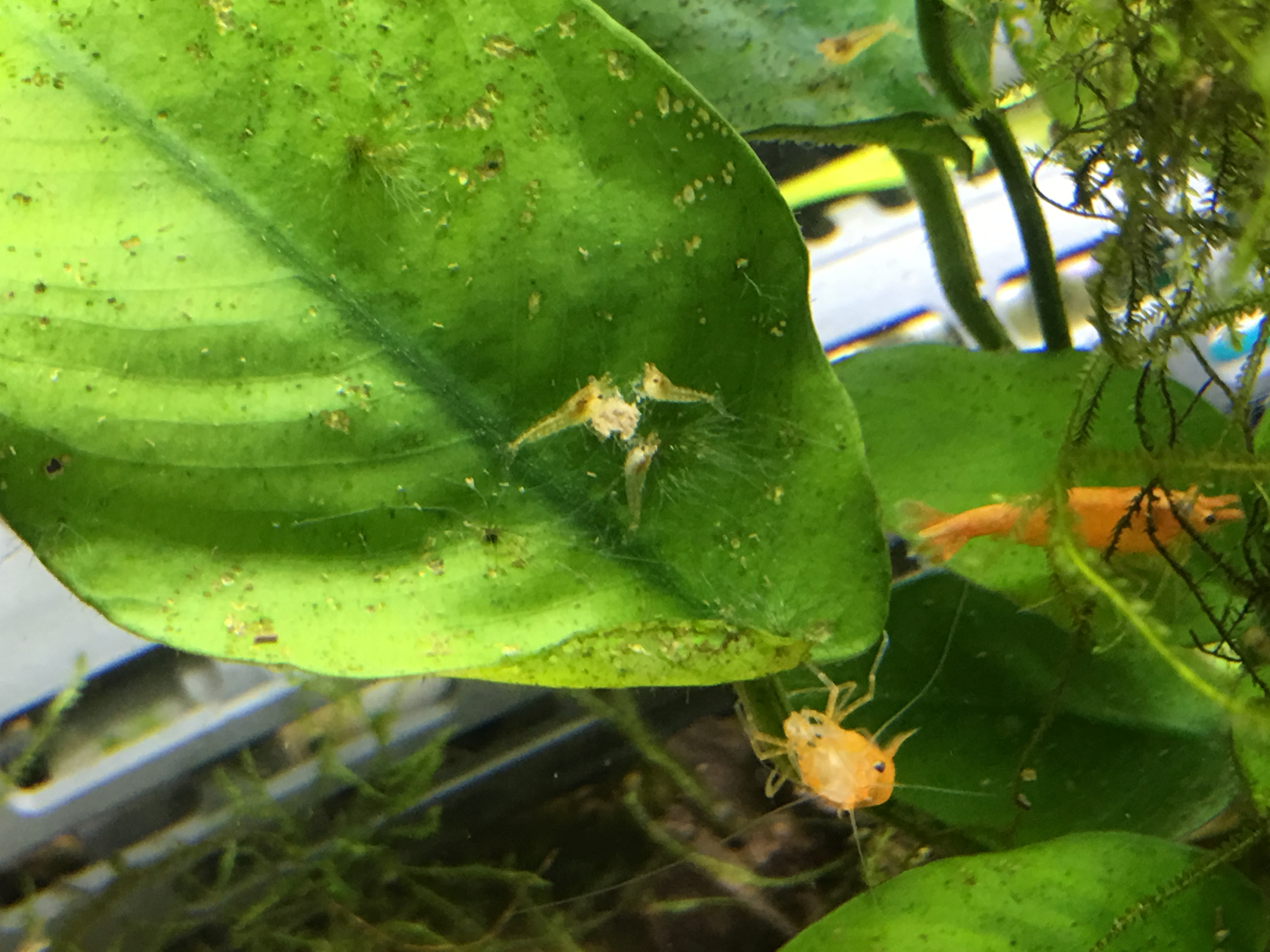 稚エビさんが餌をツマツマしております 葉の上で集まってます 葉がコケまみれですが エビの餌になるようにほかってあるんです 親エビがとの大きさのギャップがす ぐっちぃの卓球活動日記 Wrm