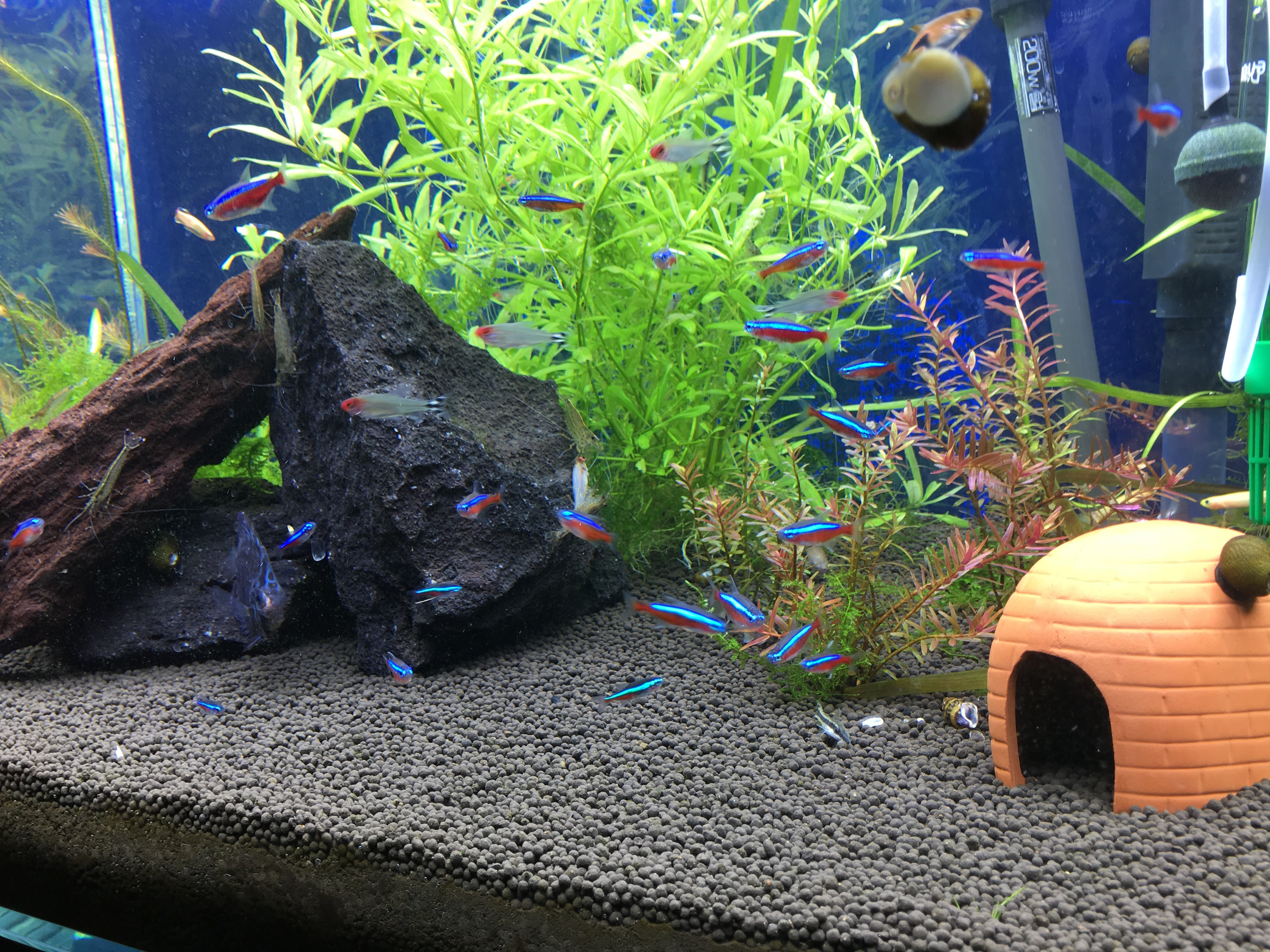 熱帯魚アクアリウム水槽にグリーンネオンテトラの高価なお魚さんを仲間 青いラインのみのやつがグリーンネオン ぐっちぃの卓球活動日記 Wrm 熱帯魚アクアリウム水槽にグリーンネオンテトラの高価なお魚さんを仲間 青いラインのみのやつがグリーンネオン ぐっちぃの卓球活動日記 Wrm