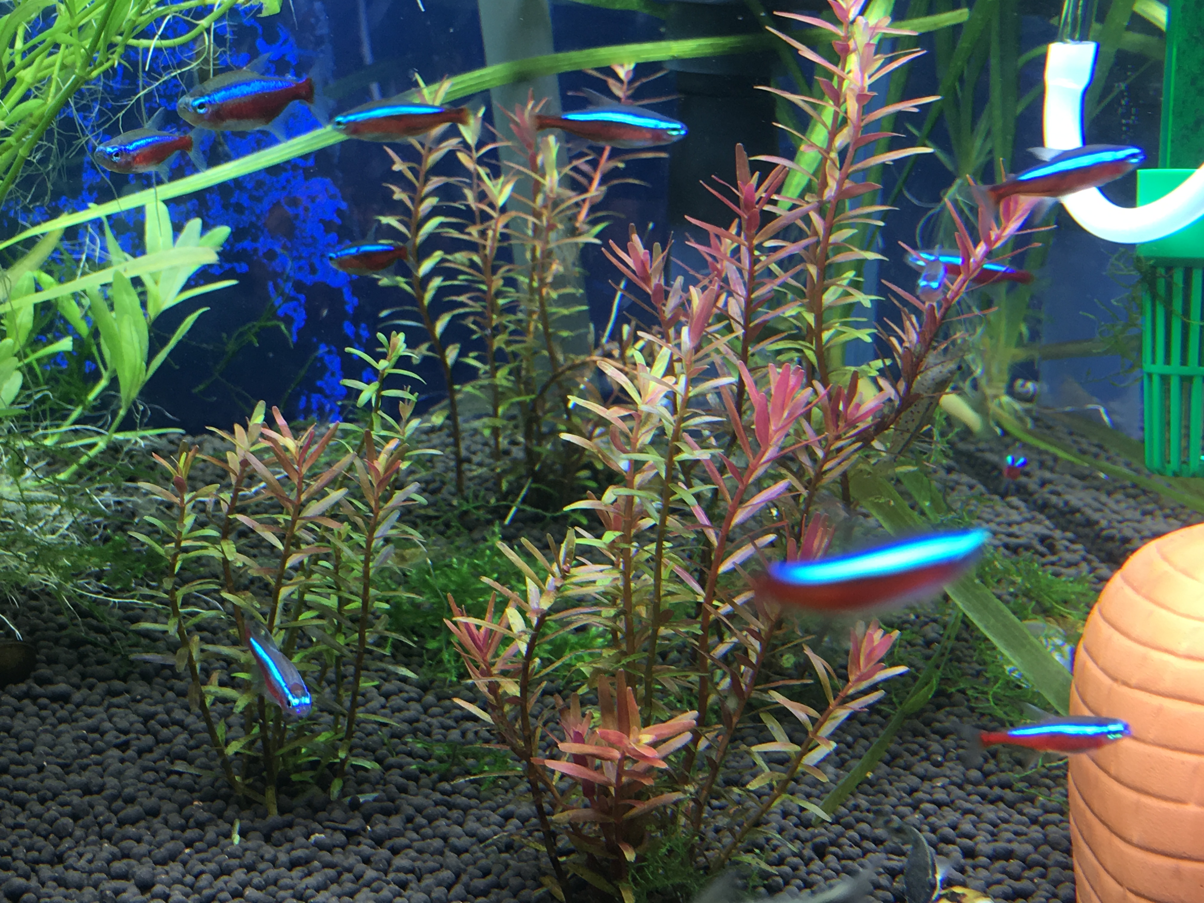 カーディナルテトラと一緒にに写ってる赤い水草が綺麗に育ってきました ロタラインディカという水草で 熱帯魚に赤系水草は存在感が大きくなります ぐっちぃの卓球活動日記 Wrm