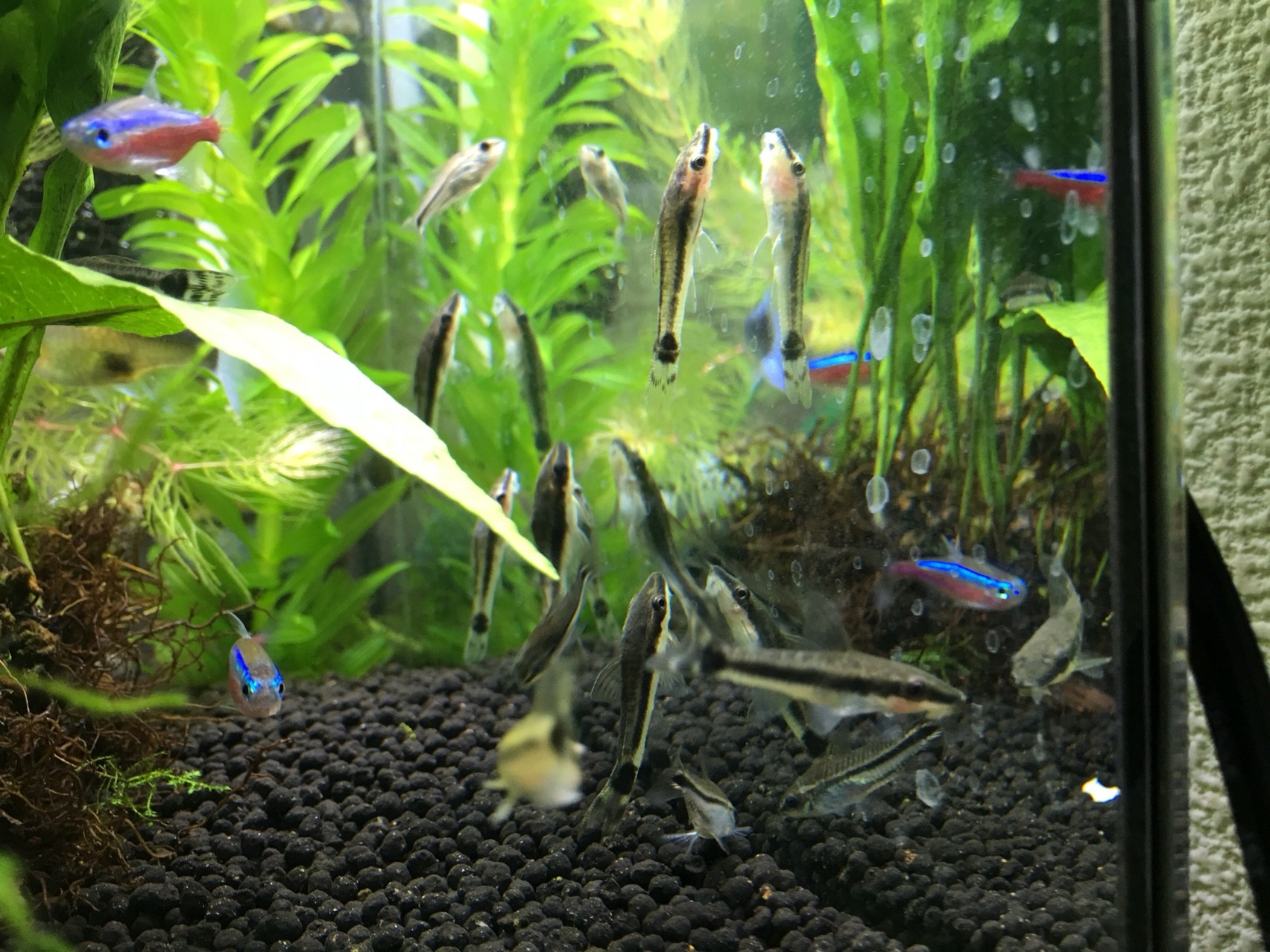 ぐっちぃの熱帯魚アクアリウム水槽247日目 ガラス面に群れでくっついてるのはオトシンクルス です 口の吸盤を使ってガラスの苔をいっぱい吸い取る 苔は食べて水草は食べない ぐっちぃの卓球活動日記 Wrm ぐっちぃの熱帯魚アクアリウム水槽247日目 ガラス面に群れでくっついてるのはオトシンクルス です 口の吸盤を使ってガラスの苔をいっぱい吸い取る 苔は食べて水草は食べない ぐっちぃの卓球活動日記 Wrm