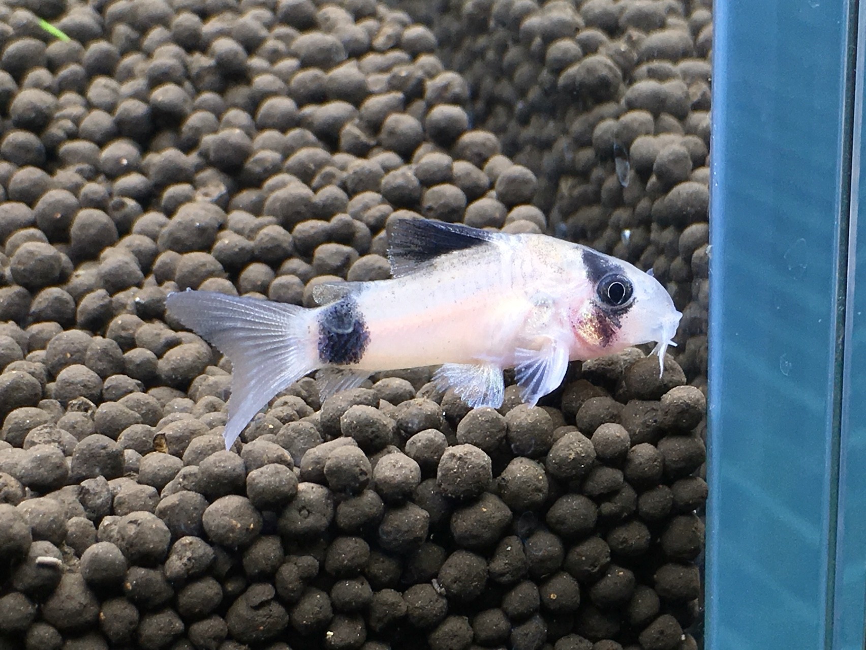 ぐっちぃの熱帯魚アクアリウム水槽 コリドラスパンダさんが群れでジッとしてます 砂をモフモフすることで有名なお魚さん パンダさんはめっちゃ仲良いですね ぐっちぃの卓球活動日記 Wrm ぐっちぃの熱帯魚アクアリウム水槽 コリドラスパンダさんが群れでジッとしてます 砂をモフモフすることで有名なお魚さん パンダさんはめっちゃ仲良いですね ぐっちぃの卓球活動日記 Wrm