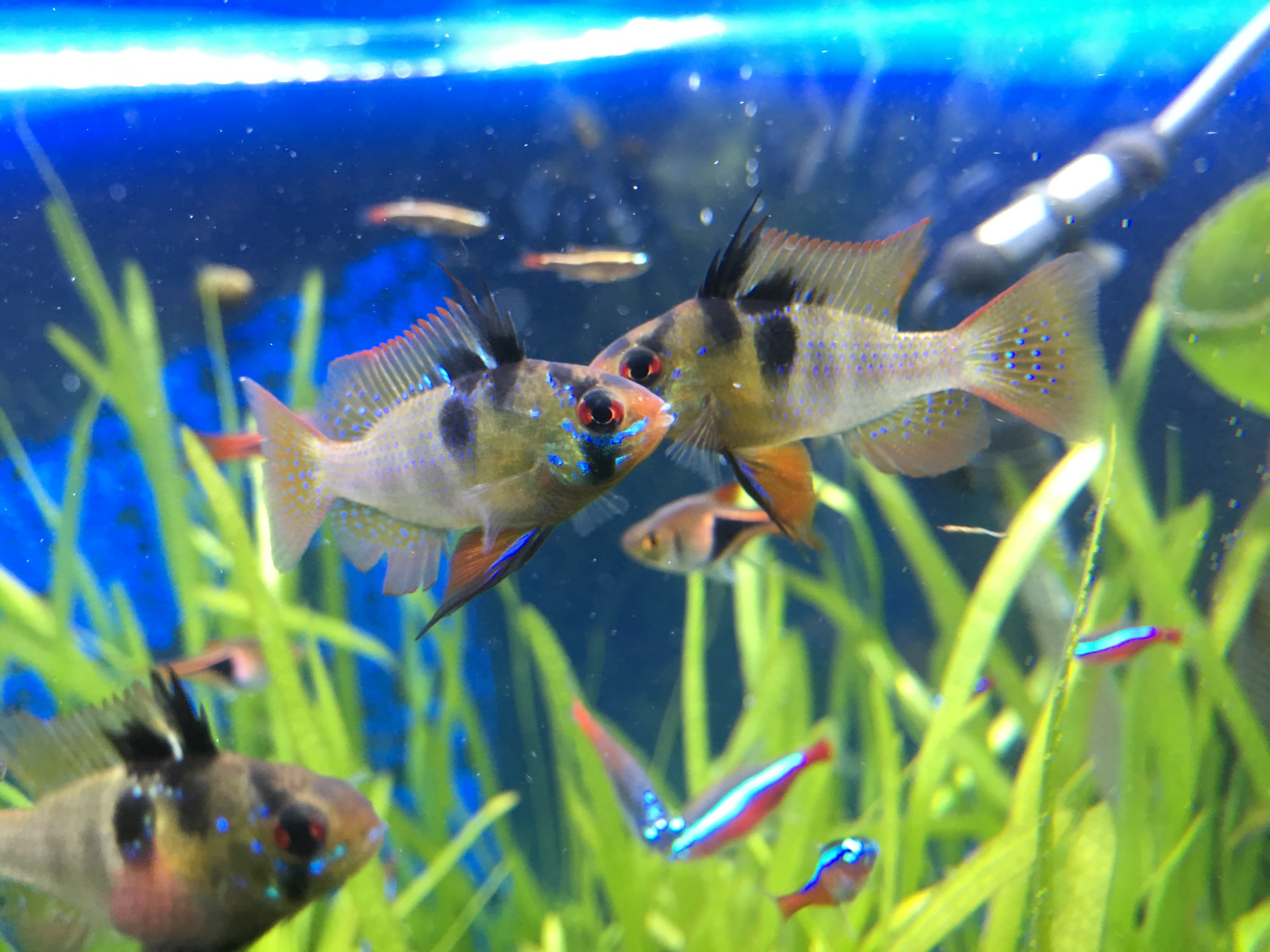 熱帯魚のドイツラムさん ケンカ中 どちらが男として強いか ガツンガツンと勝負してます笑 ぐっちぃの卓球活動日記 Wrm 熱帯魚のドイツラムさん ケンカ中 どちらが男として強いか ガツンガツンと勝負してます笑 ぐっちぃの卓球活動日記 Wrm