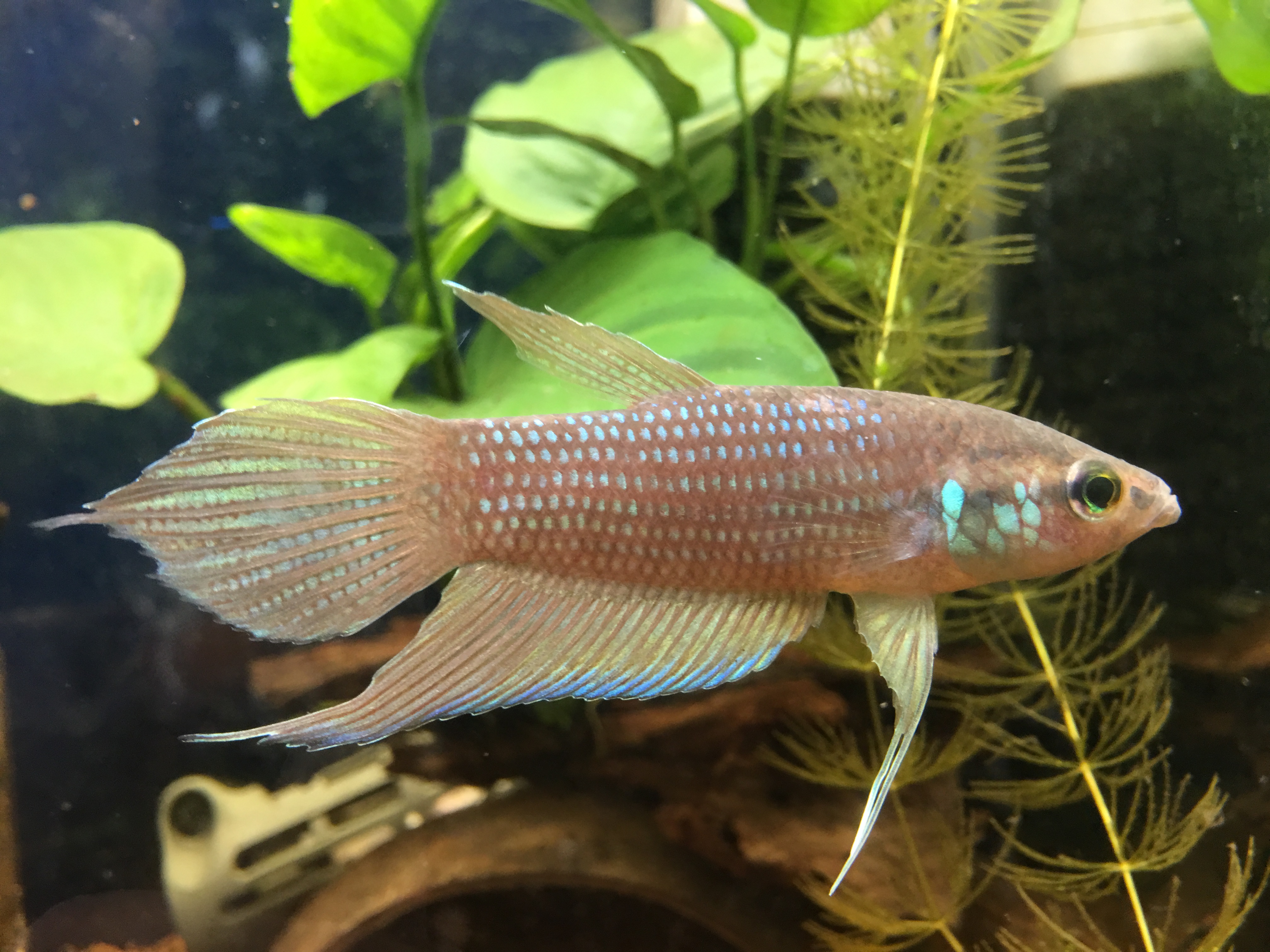 エレガントタイ 熱帯魚 最高の花の画像 エレガントタイ 熱帯魚 最高の花の画像