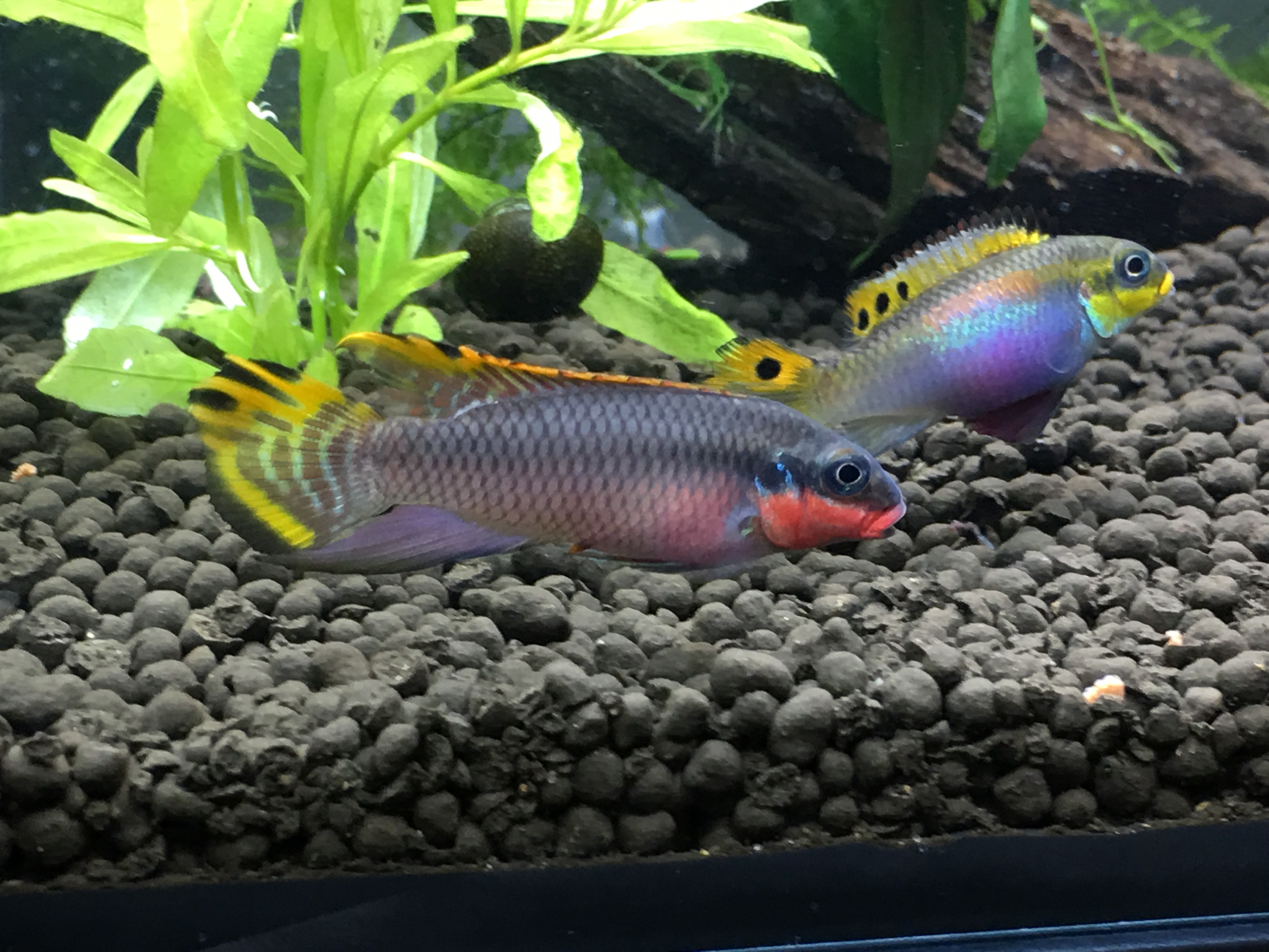 アフリカのお魚さんは ペルヴィカクロミス タエニアータス ナイジェリアレッドって言います 名前が長くて大変です笑 メスがブルー オスがレッドな体色 ぐっちぃの卓球活動日記 Wrm アフリカのお魚さんは ペルヴィカクロミス タエニアータス ナイジェリアレッドって言います 名前が長くて大変です笑 メスがブルー オスがレッドな体色 ぐっちぃの卓球活動日記 Wrm