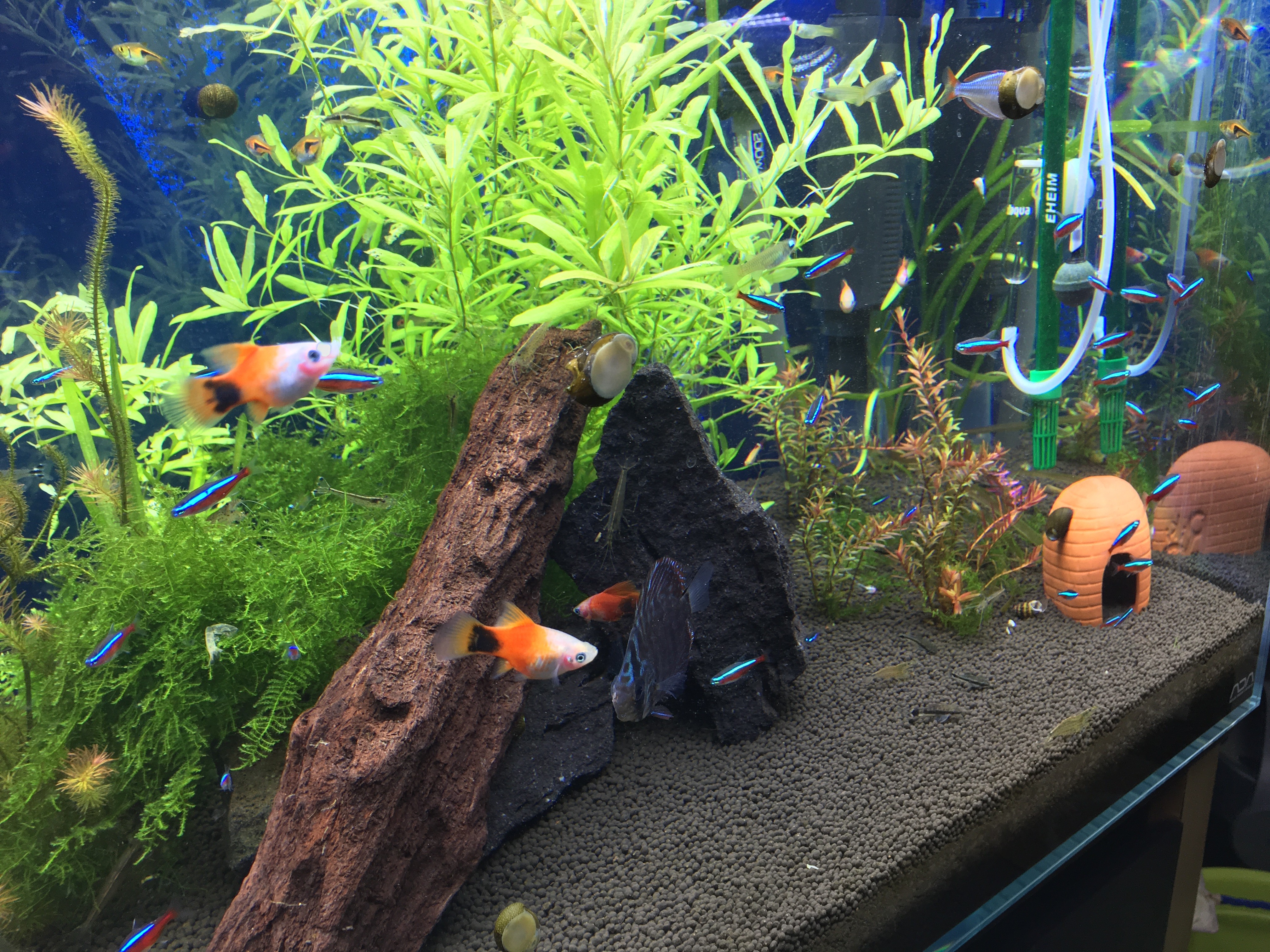 熱帯魚アクアリウム水槽にグリーンネオンテトラの高価なお魚さんを仲間 青いラインのみのやつがグリーンネオン ぐっちぃの卓球活動日記 Wrm 熱帯魚アクアリウム水槽にグリーンネオンテトラの高価なお魚さんを仲間 青いラインのみのやつがグリーンネオン ぐっちぃの卓球活動日記 Wrm