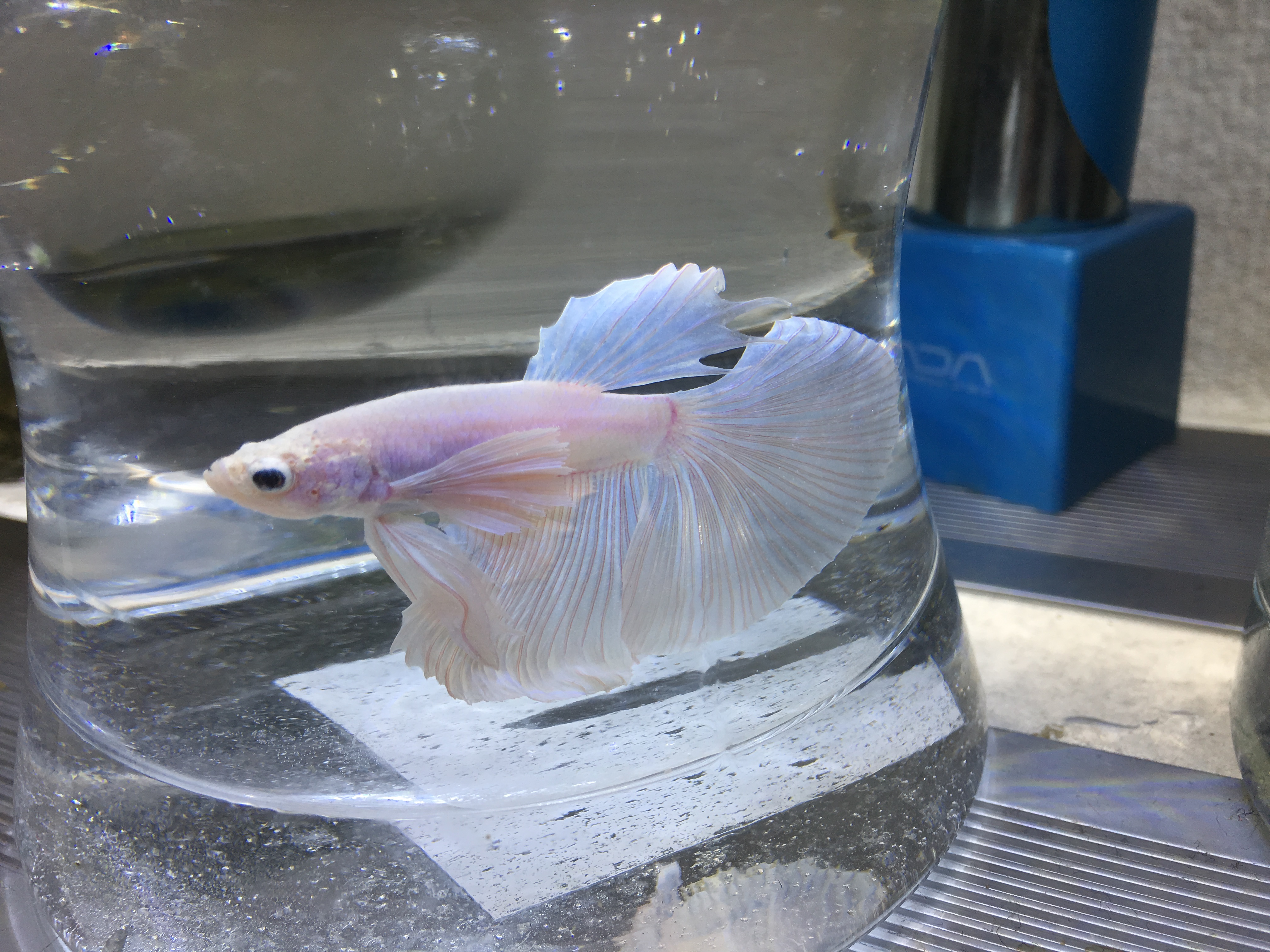 とてもきれいなタイから入った ハーフムーンベタさん 真っ白でカーテンのようなヒレで衝動買いしました笑 コップで飼える魚です ぐっちぃの卓球活動日記 Wrm
