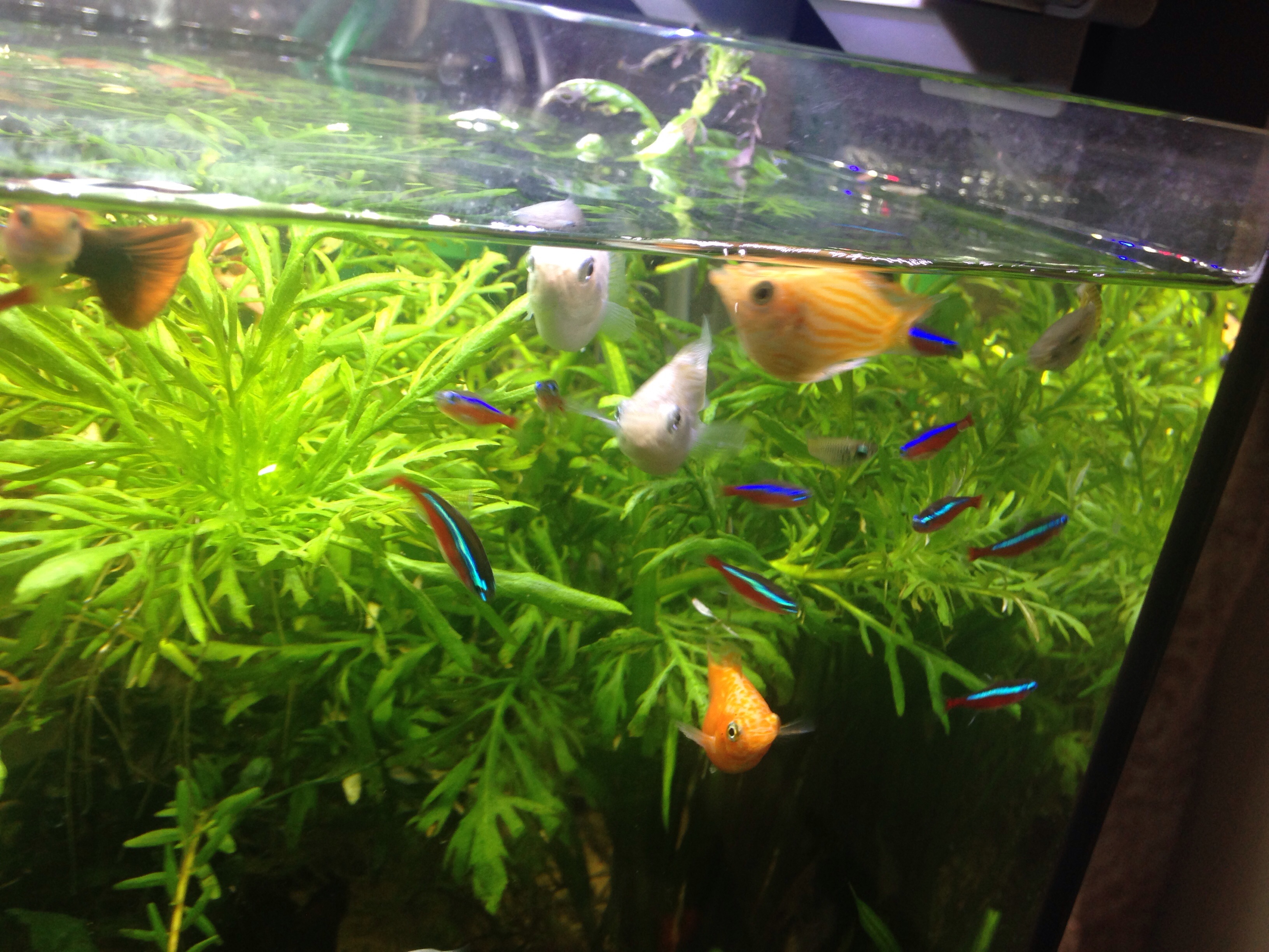 ぐっちぃ ぐっちぃの熱帯魚アクアリウム水槽21日目 目の前を歩くだけで水面下にお魚さんたちが集まってくるようになりました笑 ぐっちぃの卓球活動日記 Wrm