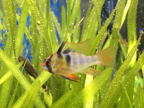 熱帯魚のヨーロッパから来た ドイツラムさん 水槽が水草の光合成で 酸素ワールドになってて 喜んでくれてます笑 ちょびちょび青光してるのが本当にきれいなお魚です ぐっちぃの卓球活動日記 Wrm