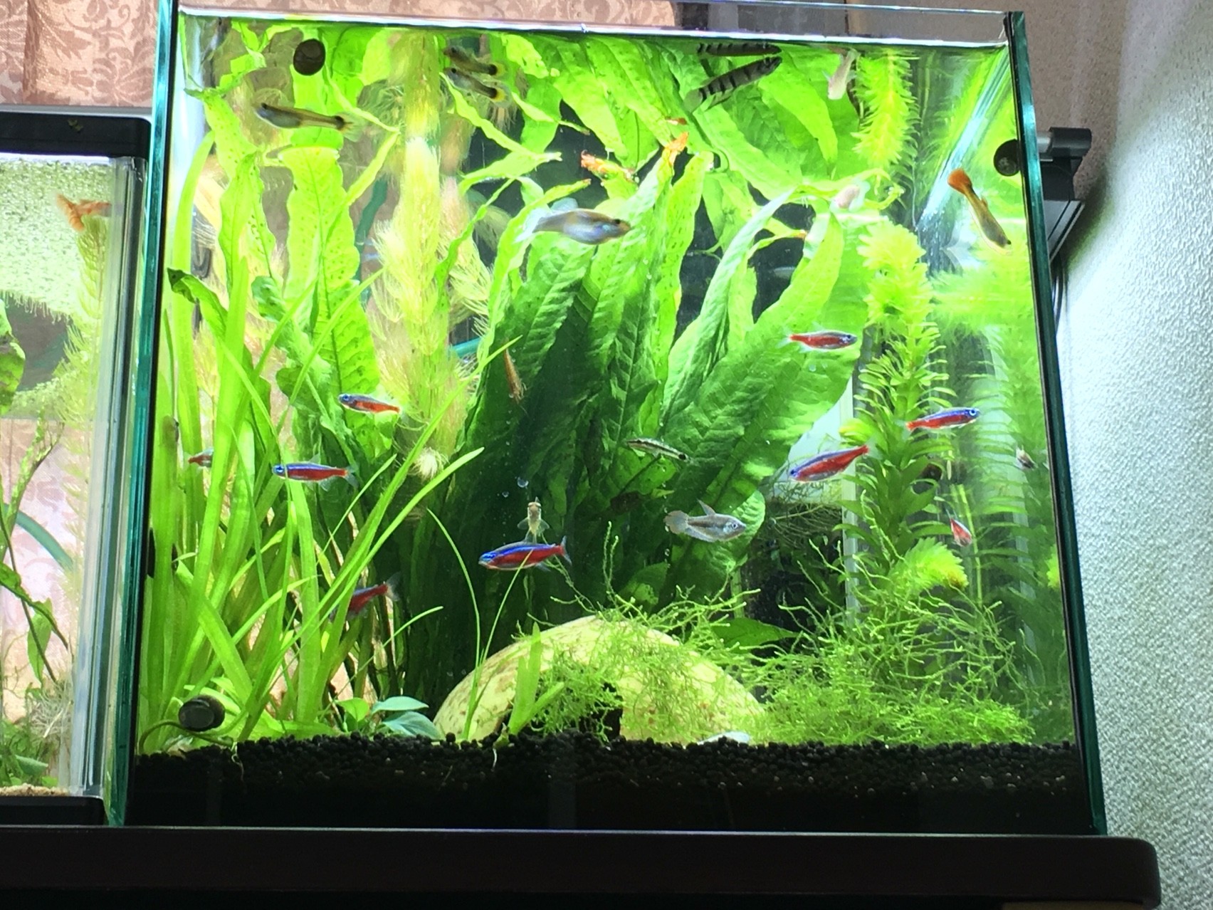 アメリカへの荷物準備できました うちの熱帯魚は餌を数日抜いても大丈夫 バクテリアとコケを食べて 定期的な餌をタイマーで与えます そんなヤワじゃないのが熱帯魚です笑 ぐっちぃの卓球活動日記 Wrm アメリカへの荷物準備できました うちの熱帯魚は餌を数日抜いても大丈夫 バクテリアとコケを食べて 定期的な餌をタイマーで与えます そんなヤワじゃないのが熱帯魚です笑 ぐっちぃの卓球活動日記 Wrm
