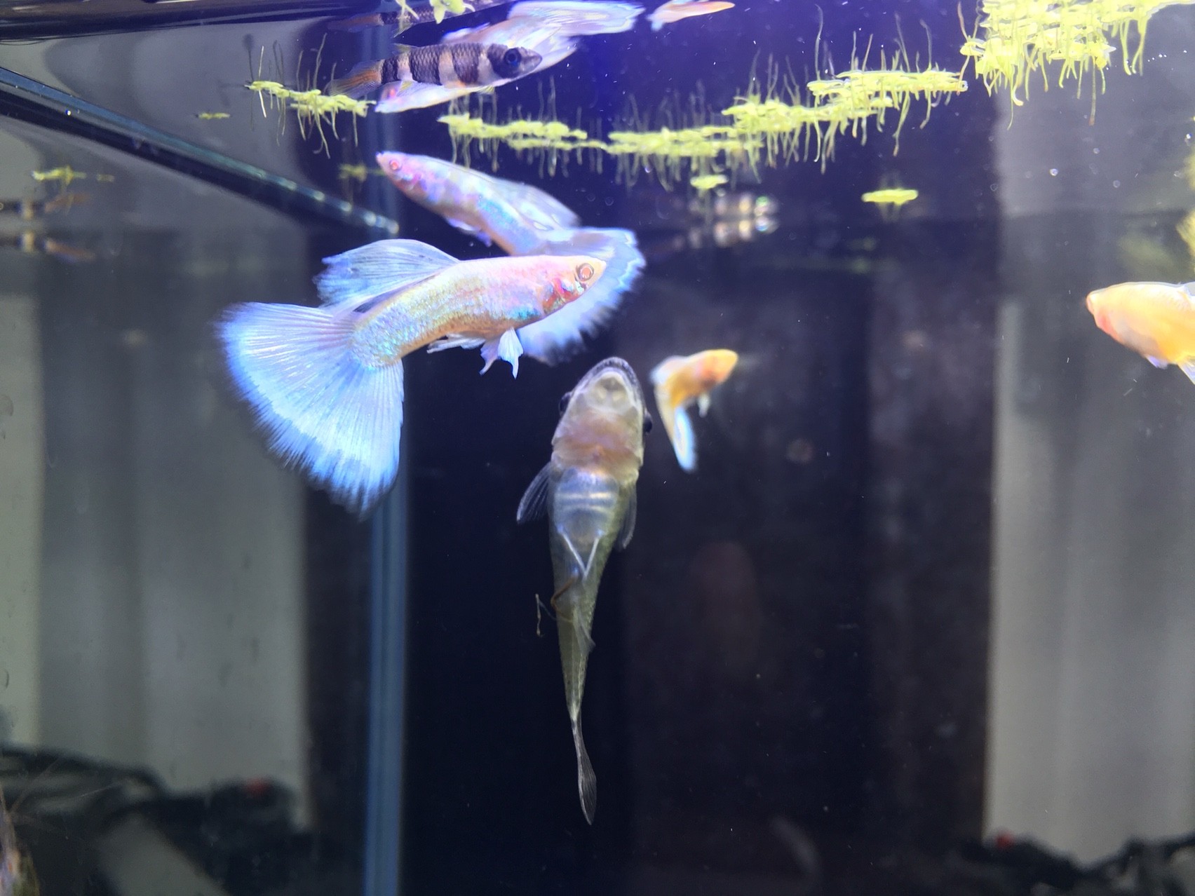 ぐっちぃの熱帯魚アクアリウム水槽240日目 グッピーのrre Aプラチナハイドーサルがいい感じに成魚になり めっちゃきれいに育ってます ヒレの輝き方がここまできました ぐっちぃの卓球活動日記 Wrm