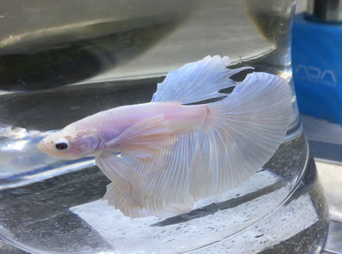 とてもきれいなタイから入った ハーフムーンベタさん 真っ白でカーテンのようなヒレで衝動買いしました笑 コップで飼える魚です ぐっちぃの卓球活動日記 Wrm