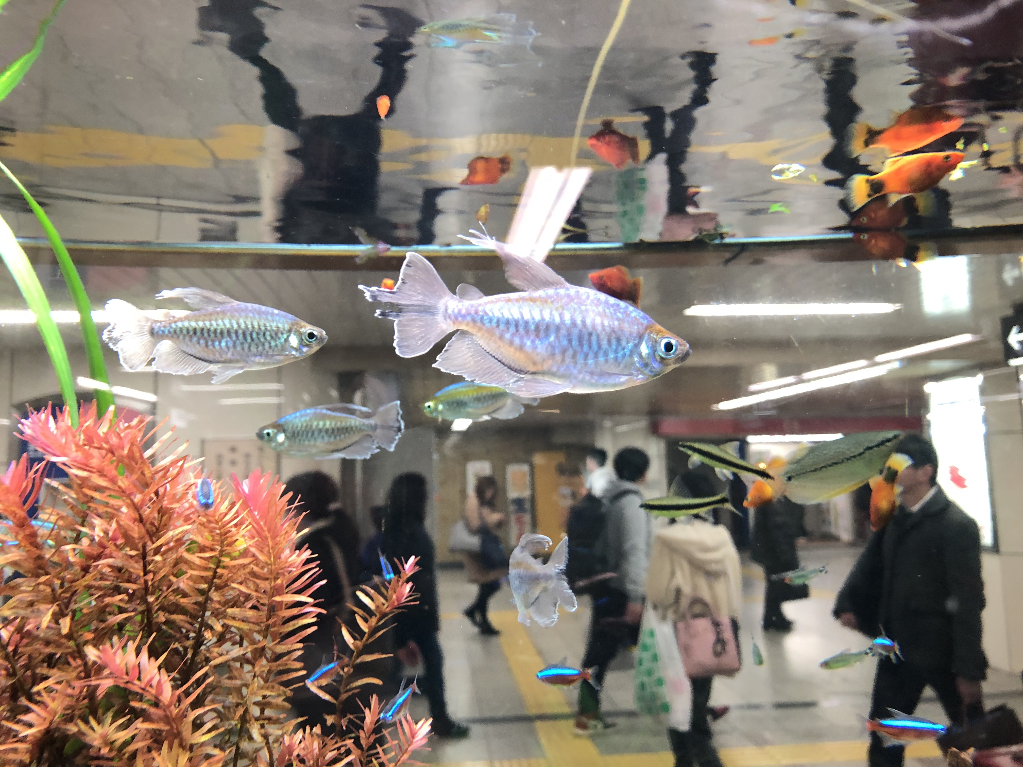 新大阪駅に大きな水槽があって コンゴテトラがいる きれいなやつなんですよ 見入ってしまって乗り換えを一本遅らせました笑 ぐっちぃの卓球活動日記 Wrm