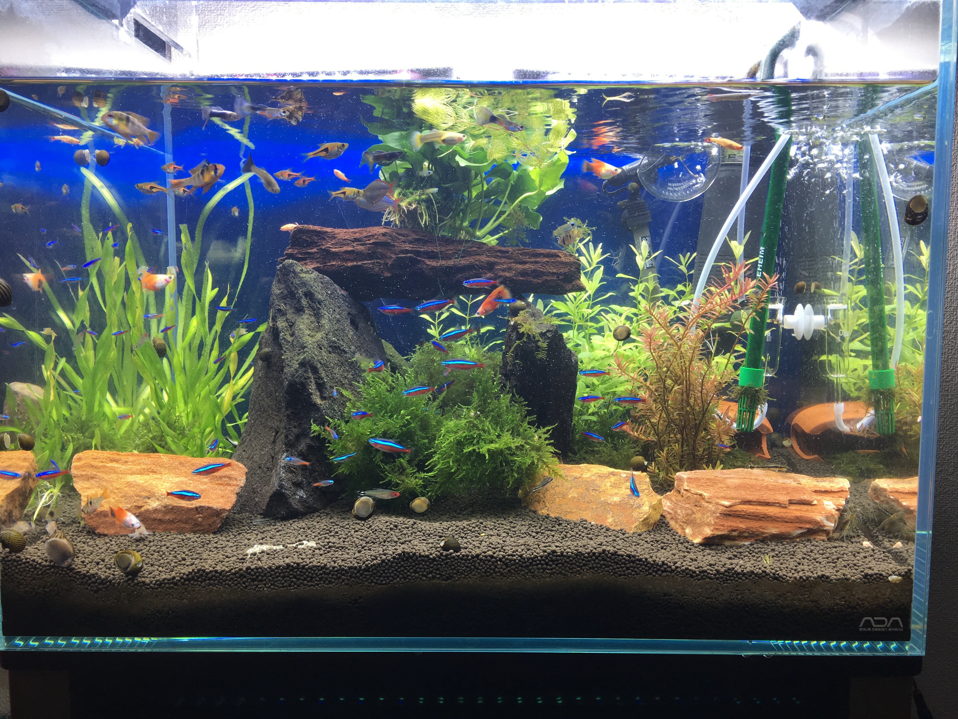 アクアリウムのコンテストまで半月 こんな感じです笑 水槽の下地ができてきました 水草が成長したらトンネル空間が真ん中にできる予定ですが 間に合うかなぁ泣 ぐっちぃの卓球活動日記 Wrm