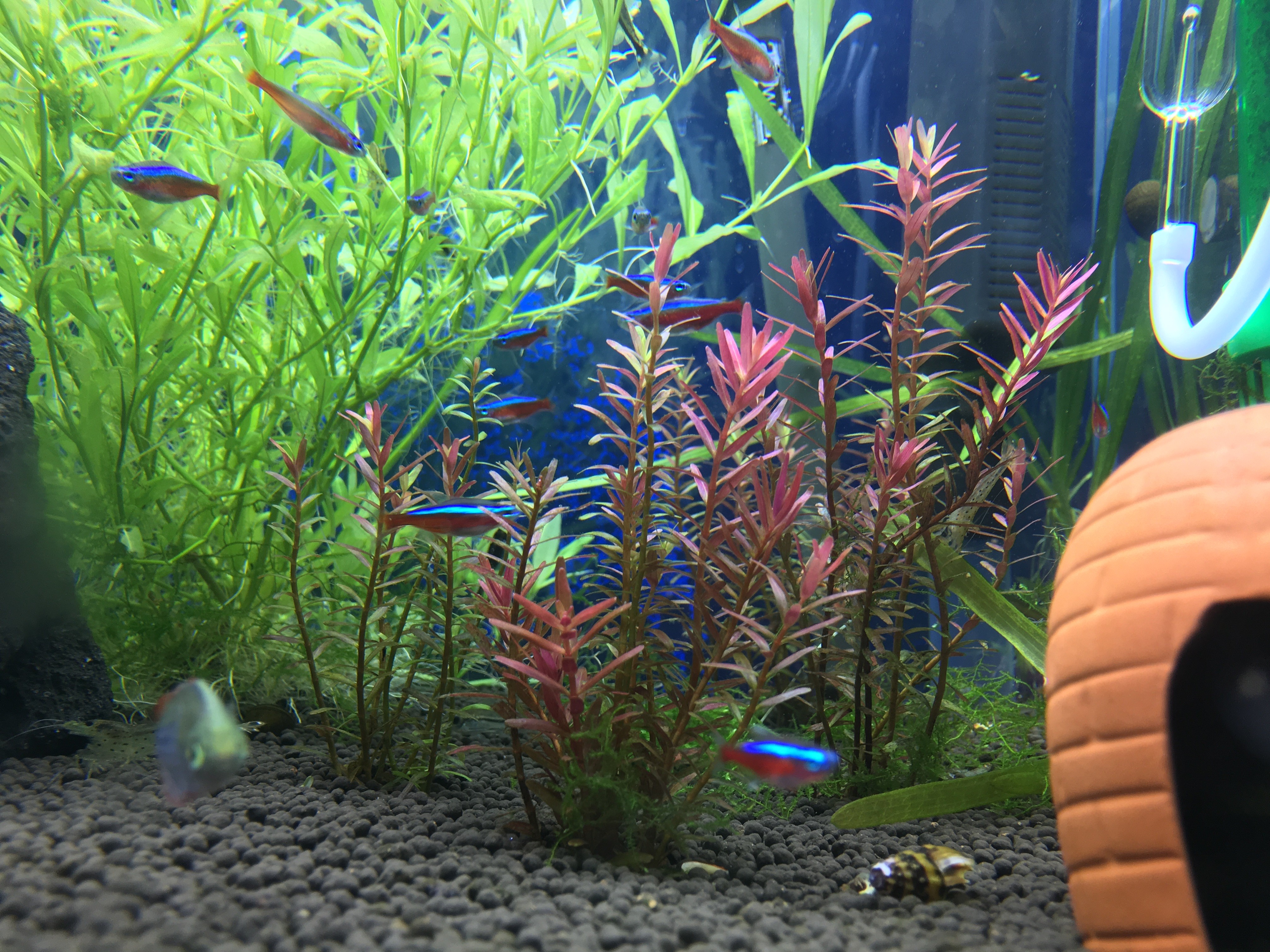 カーディナルテトラと一緒にに写ってる赤い水草が綺麗に育ってきました ロタラインディカという水草で 熱帯魚に赤系水草は存在感が大きくなります ぐっちぃの卓球活動日記 Wrm