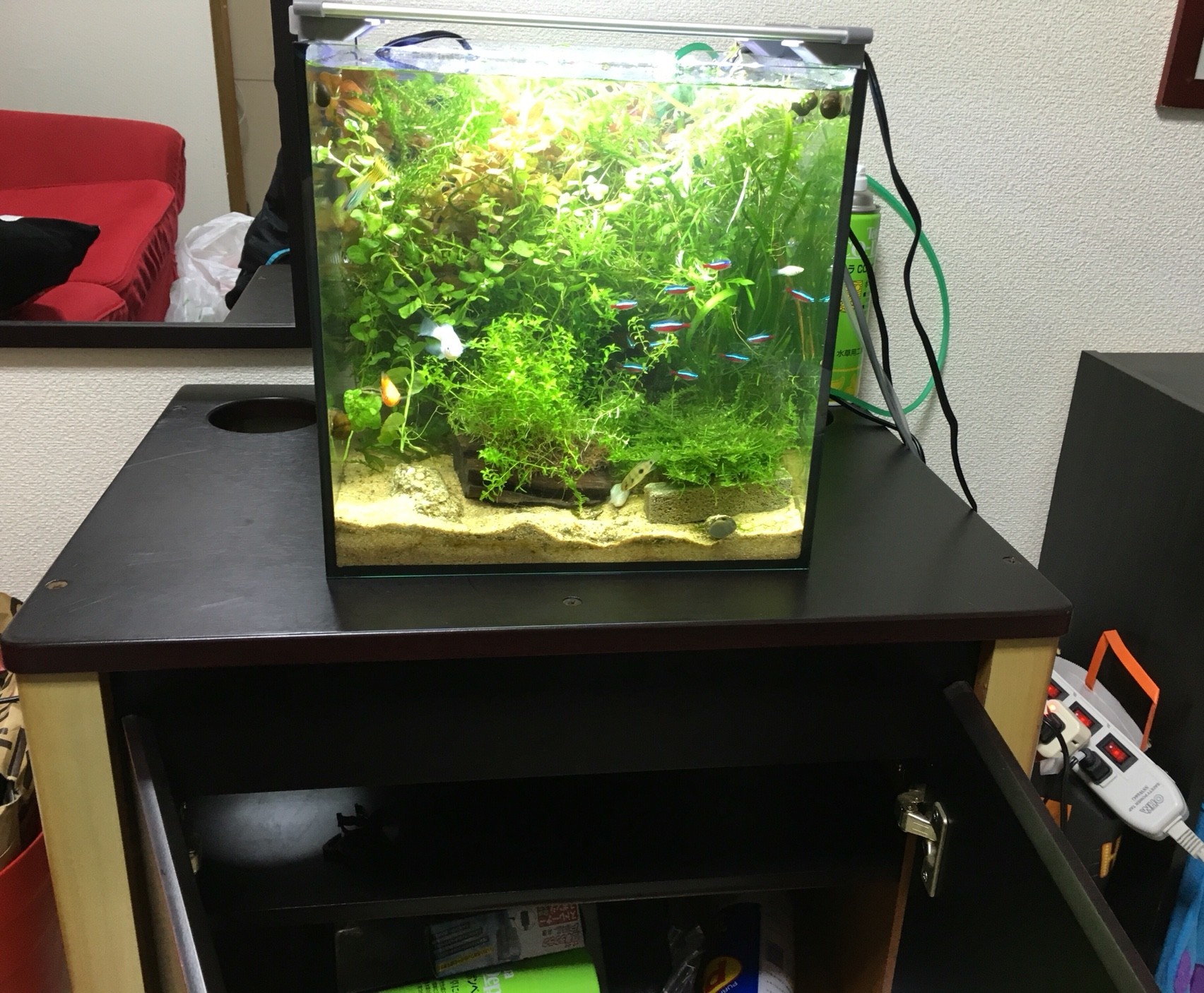 ぐっちぃ ぐっちぃの熱帯魚アクアリウム水槽51日目 ついに熱帯魚用のラックを中古で購入しました やっぱりラックと合わせると雰囲気出ますねー 明日が楽しみです ぐっちぃの卓球活動日記 Wrm ぐっちぃ ぐっちぃの熱帯魚アクアリウム水槽51日目 ついに熱帯魚用のラックを中古で購入しました やっぱりラックと合わせると雰囲気出ますねー 明日が楽しみです ぐっちぃの卓球活動日記 Wrm