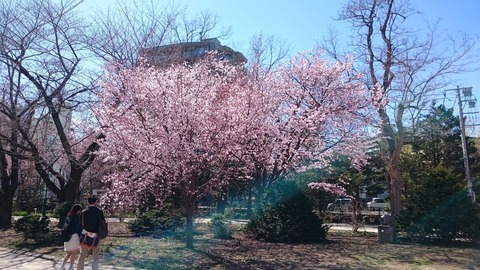 nakajimapark14